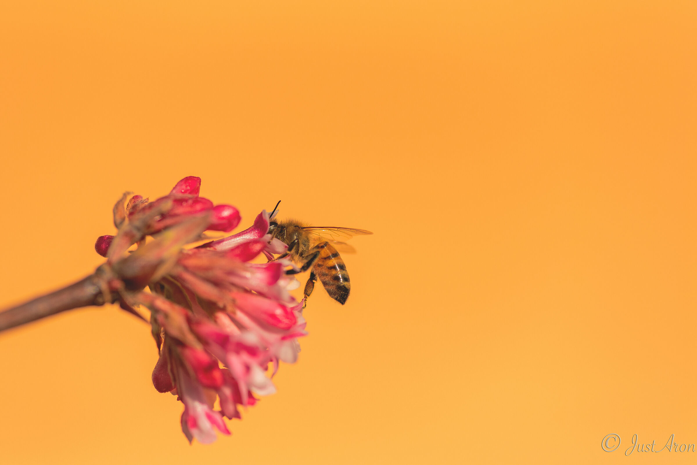 Primavera in avvicinamento