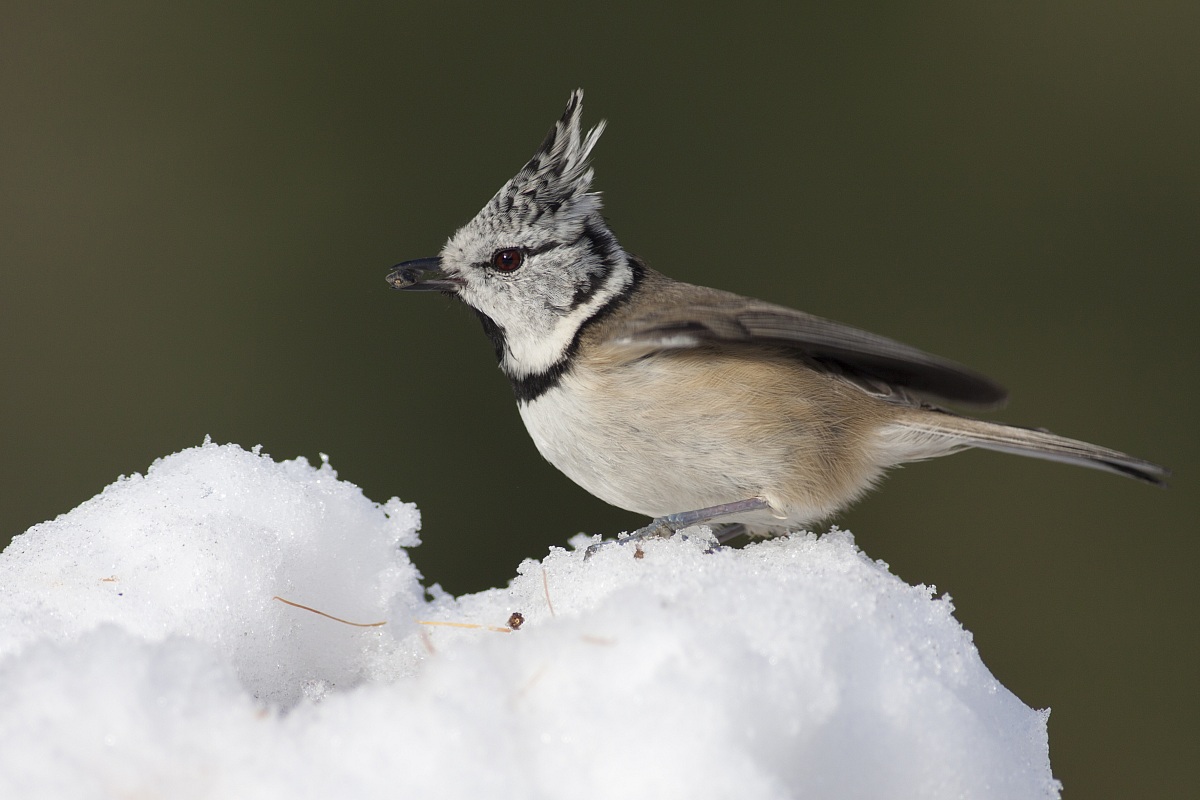 Crested Tit