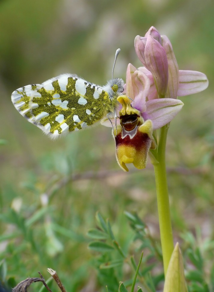 Ophrys tenthredinifera