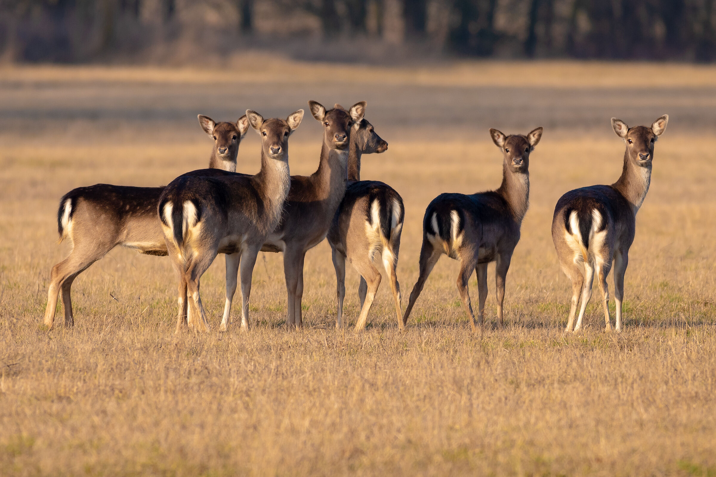 Fallow deer game
