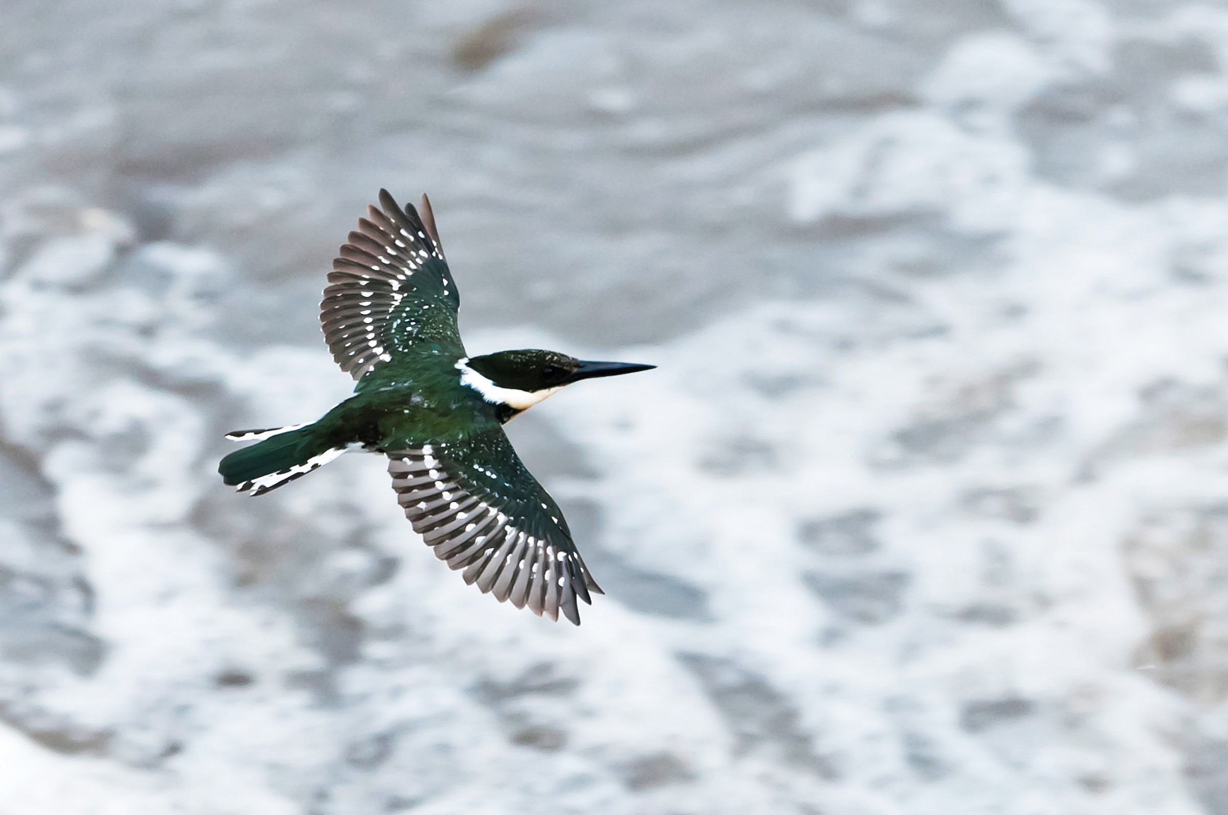 Green Kingfisher
