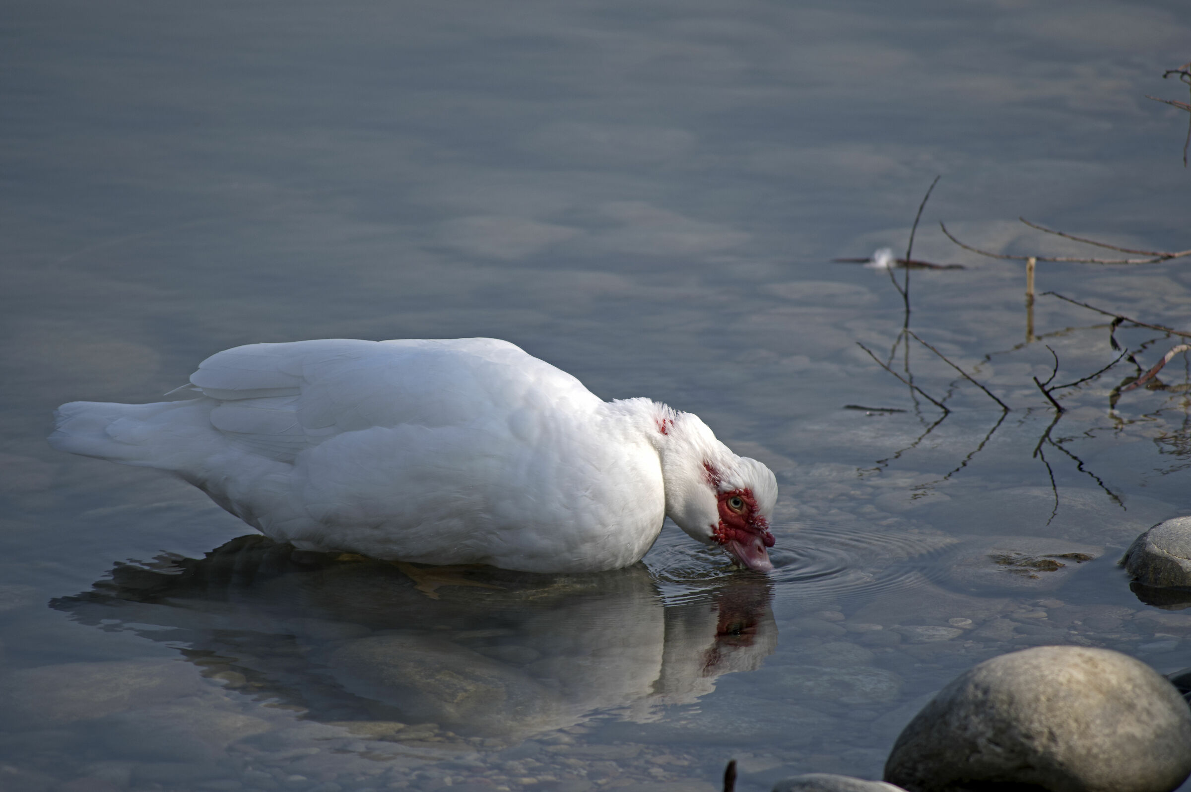 Anatra Muta Testa Rossa 01