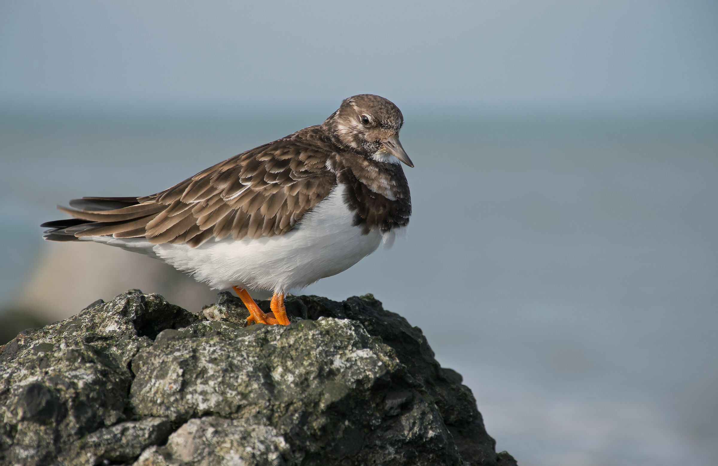 Turnstone Ruddy