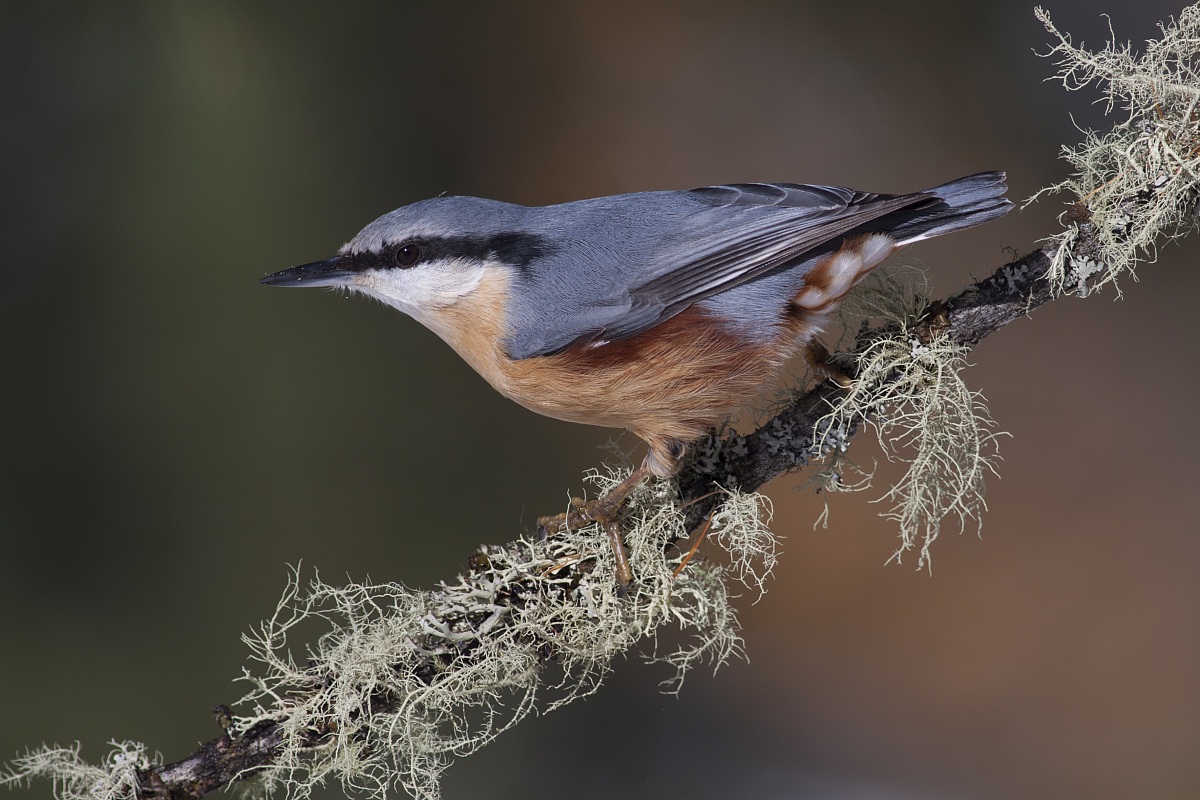 wallcreeper