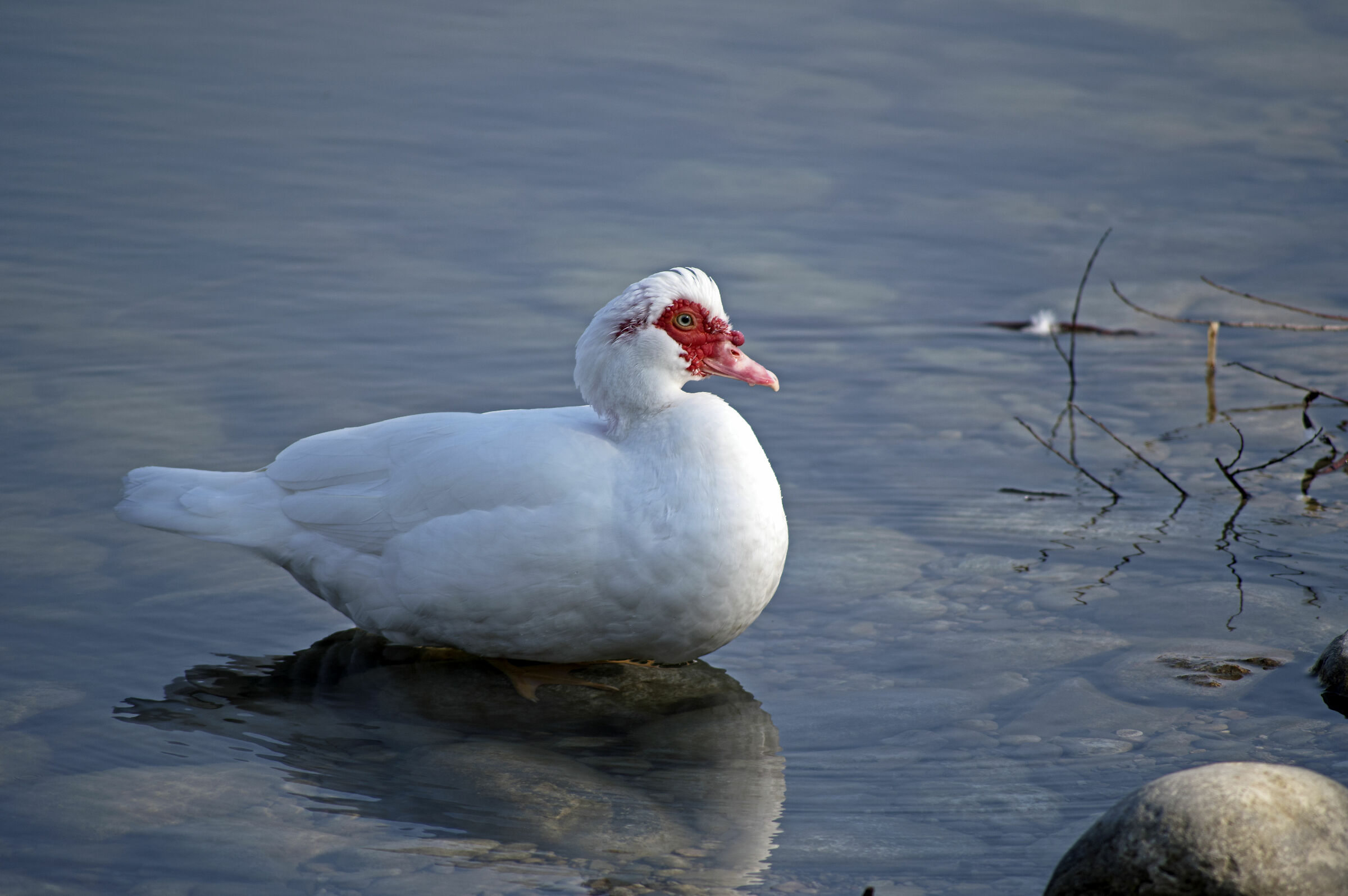 Anatra Muta Testa Rossa 02