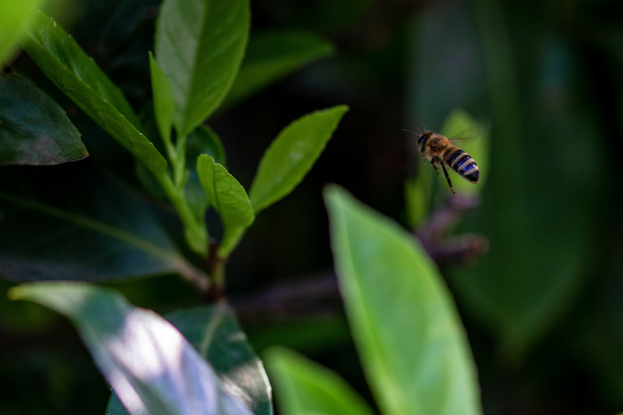 Dating in the garden
