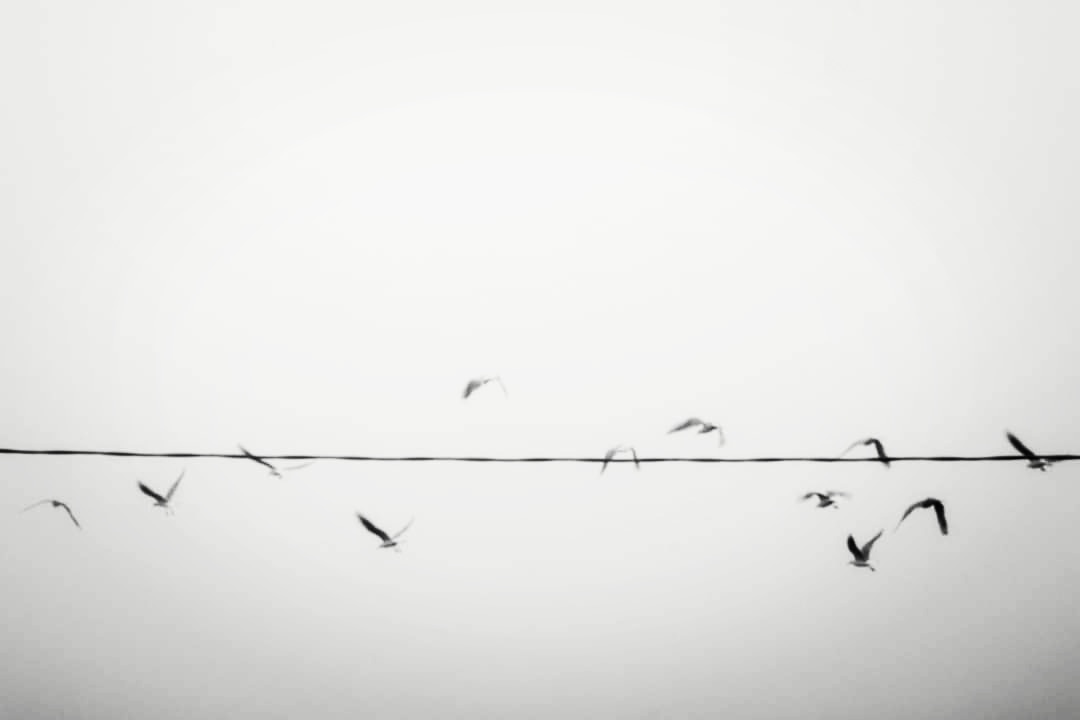 Two colors available.... The fog and the Seagulls