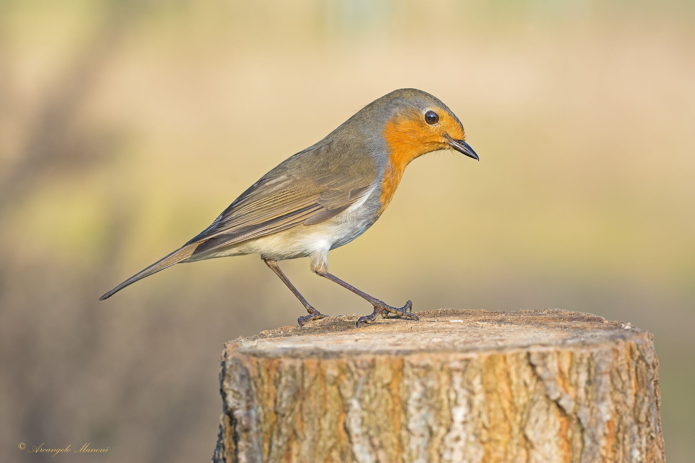 The return of the Robin