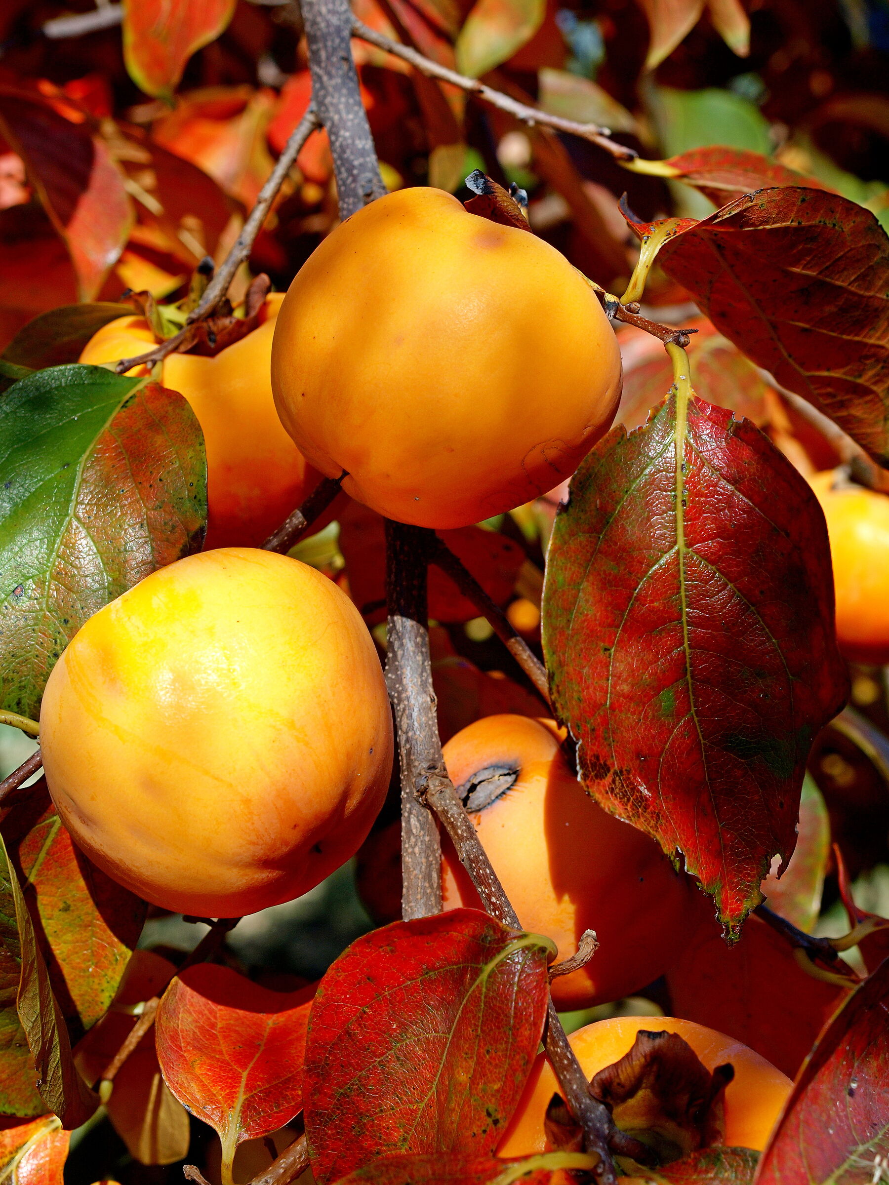 Autumn in the countryside in the Chietino (7)