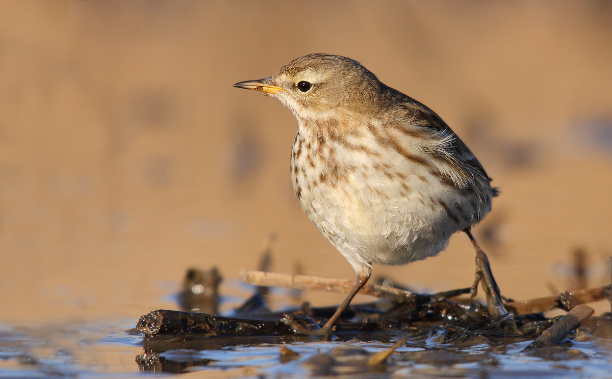 Pipit