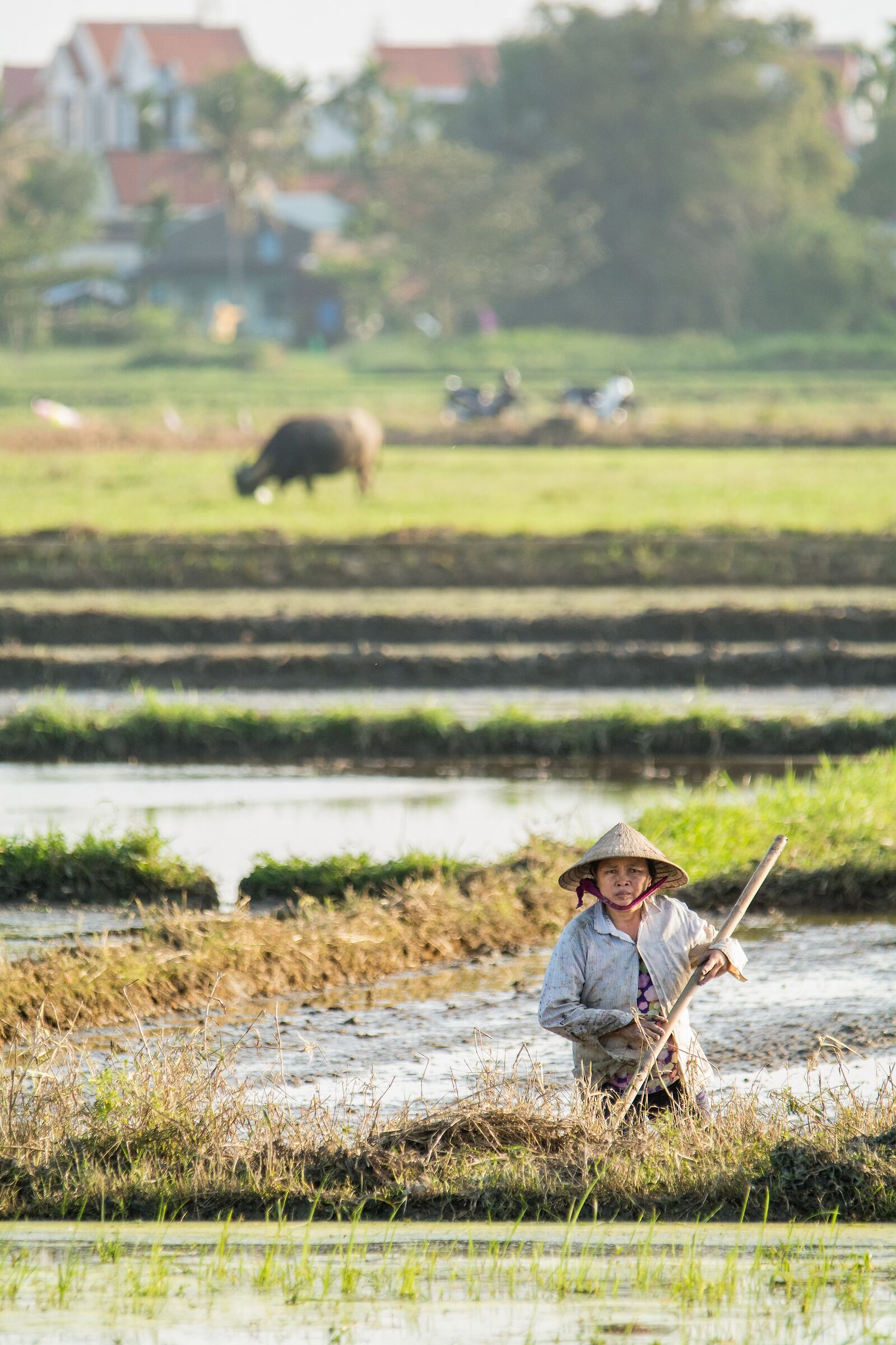 Rice Paddies-portray