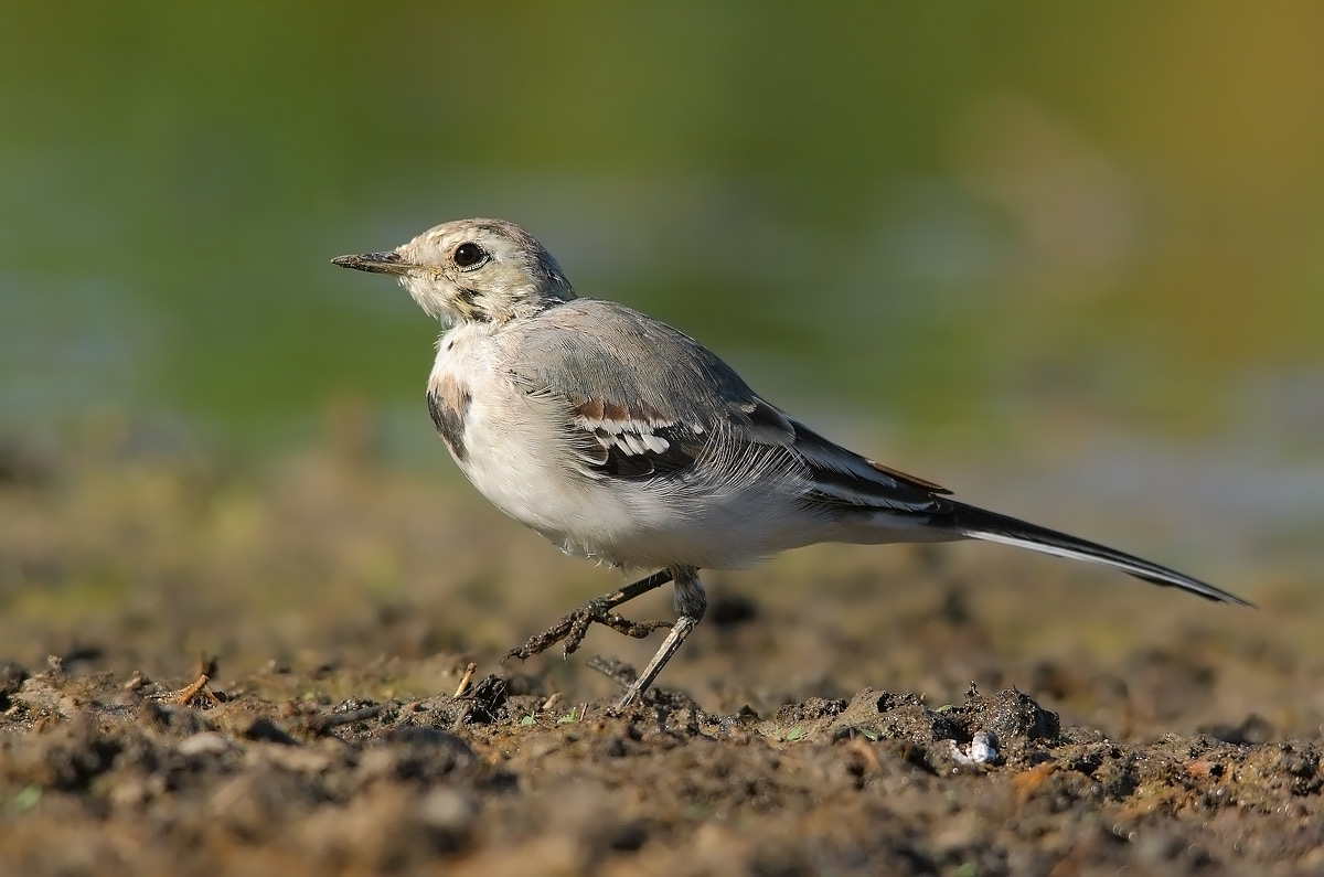 White Wagtail