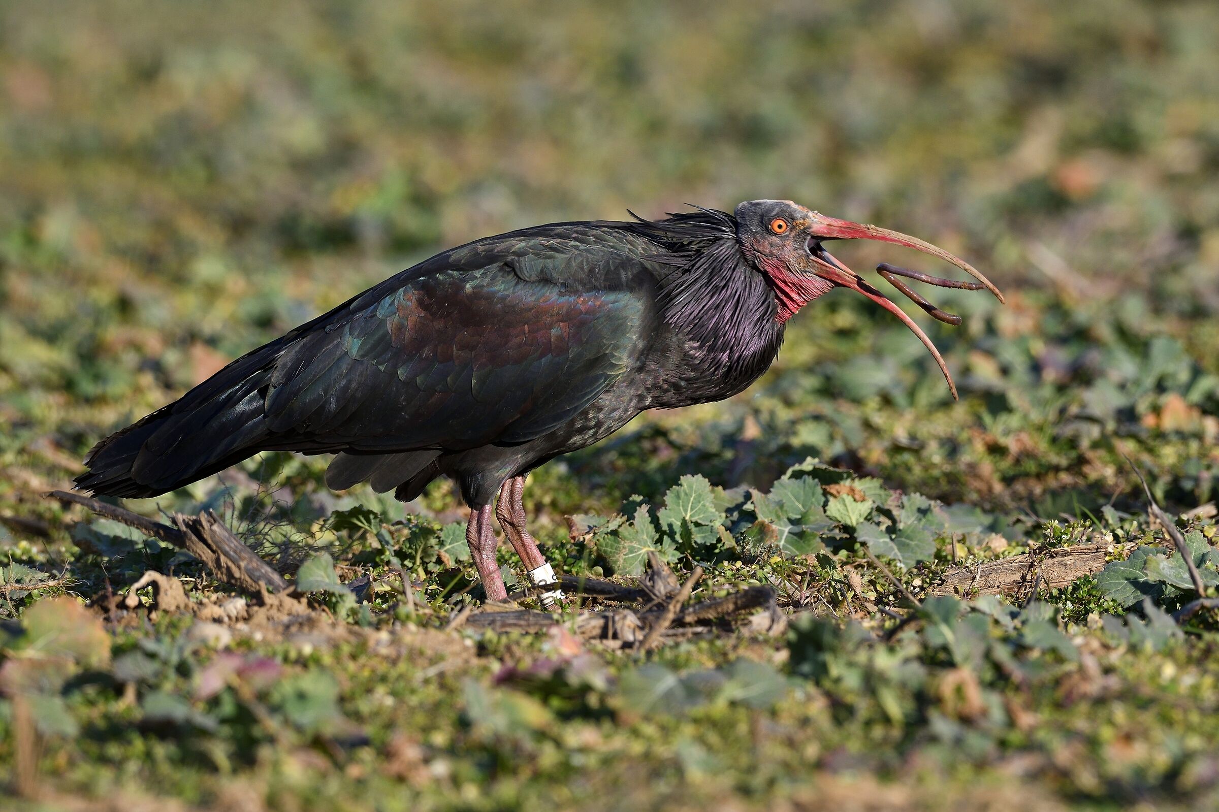 Hermit Ibis