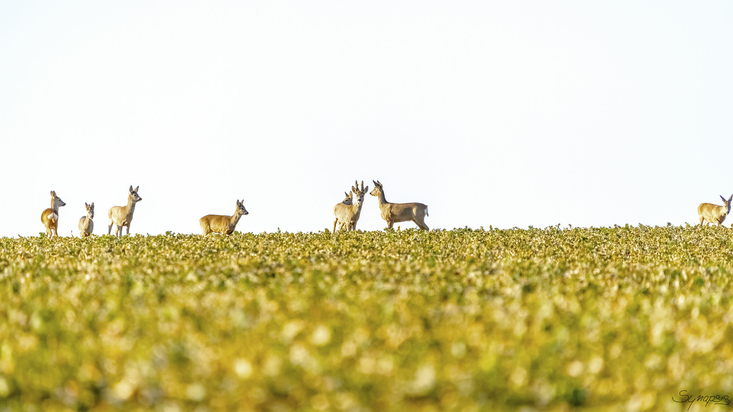 Roe deer and deer