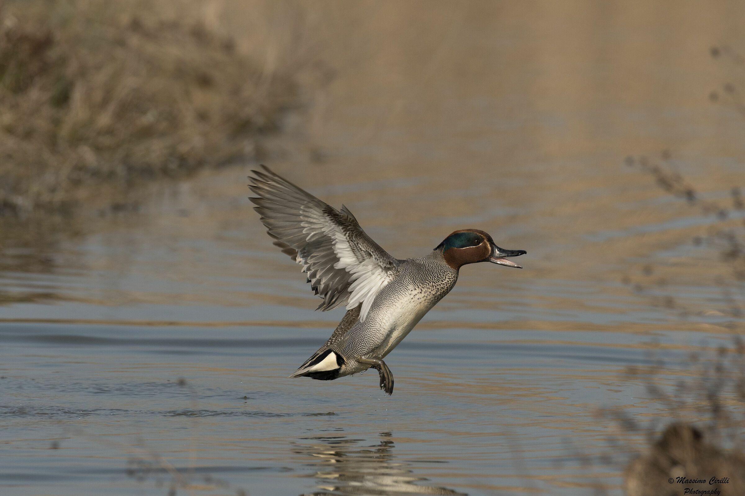 Incoming Teal