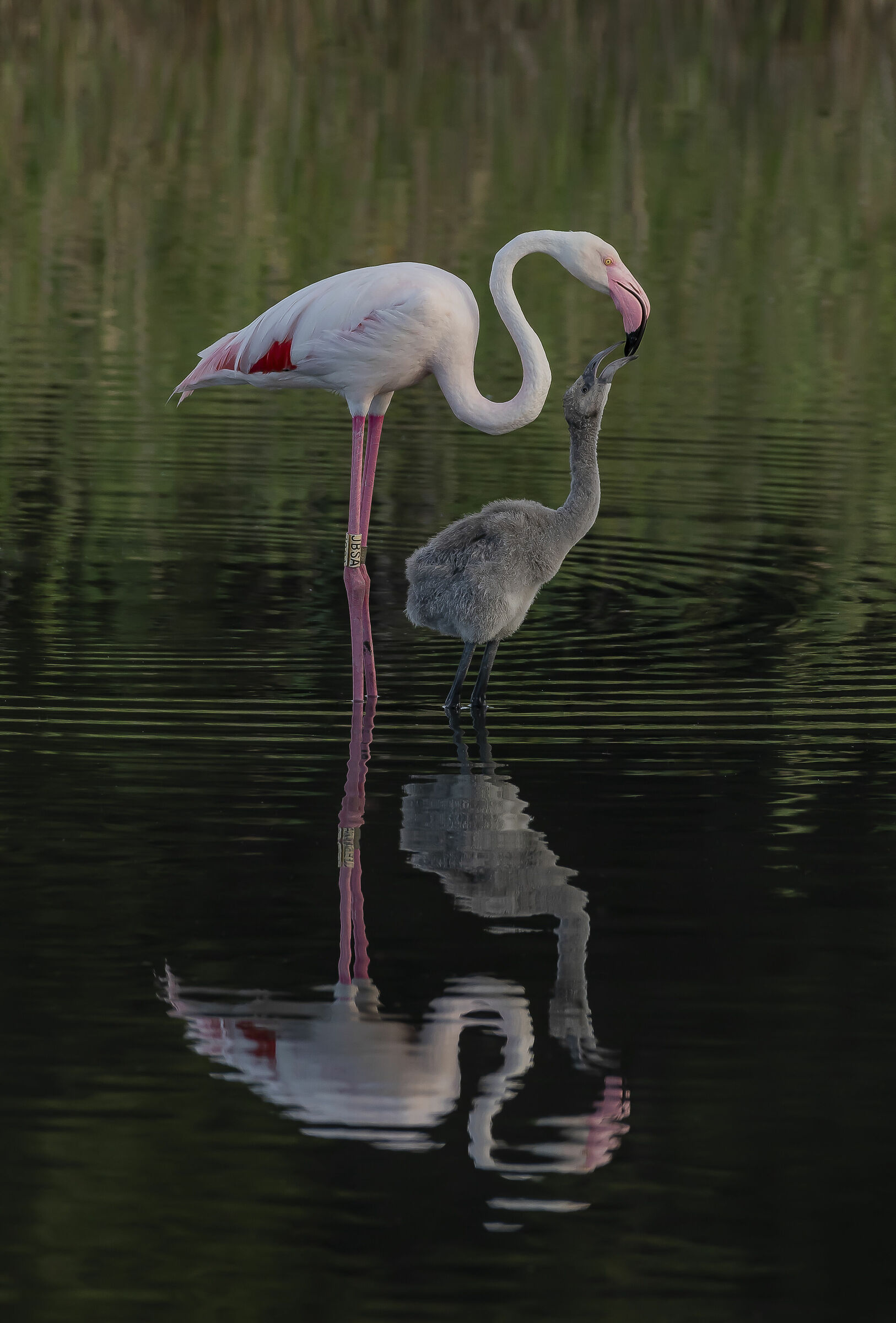 Fenicottero in imbeccata pullo