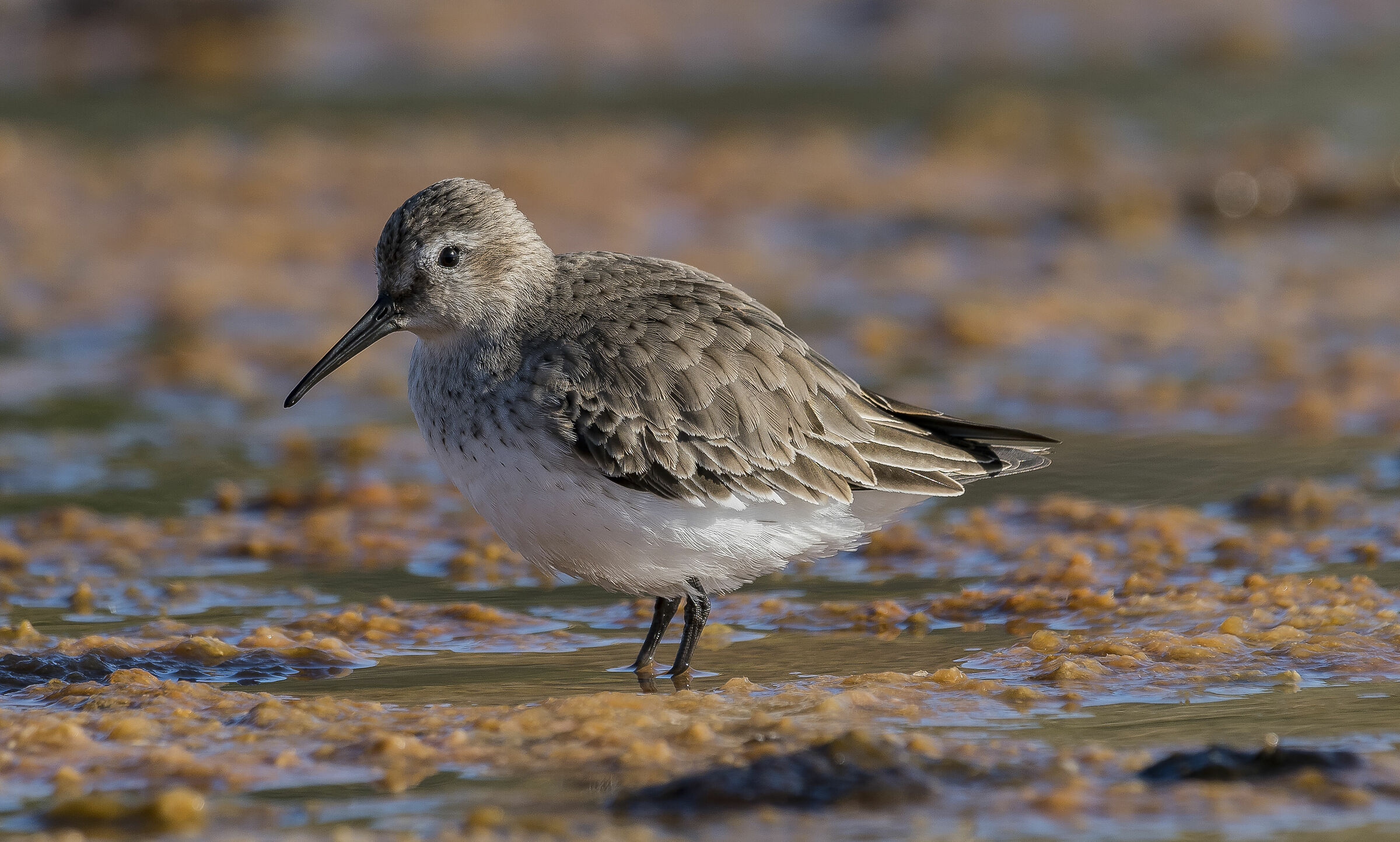 Piovanello pancianera