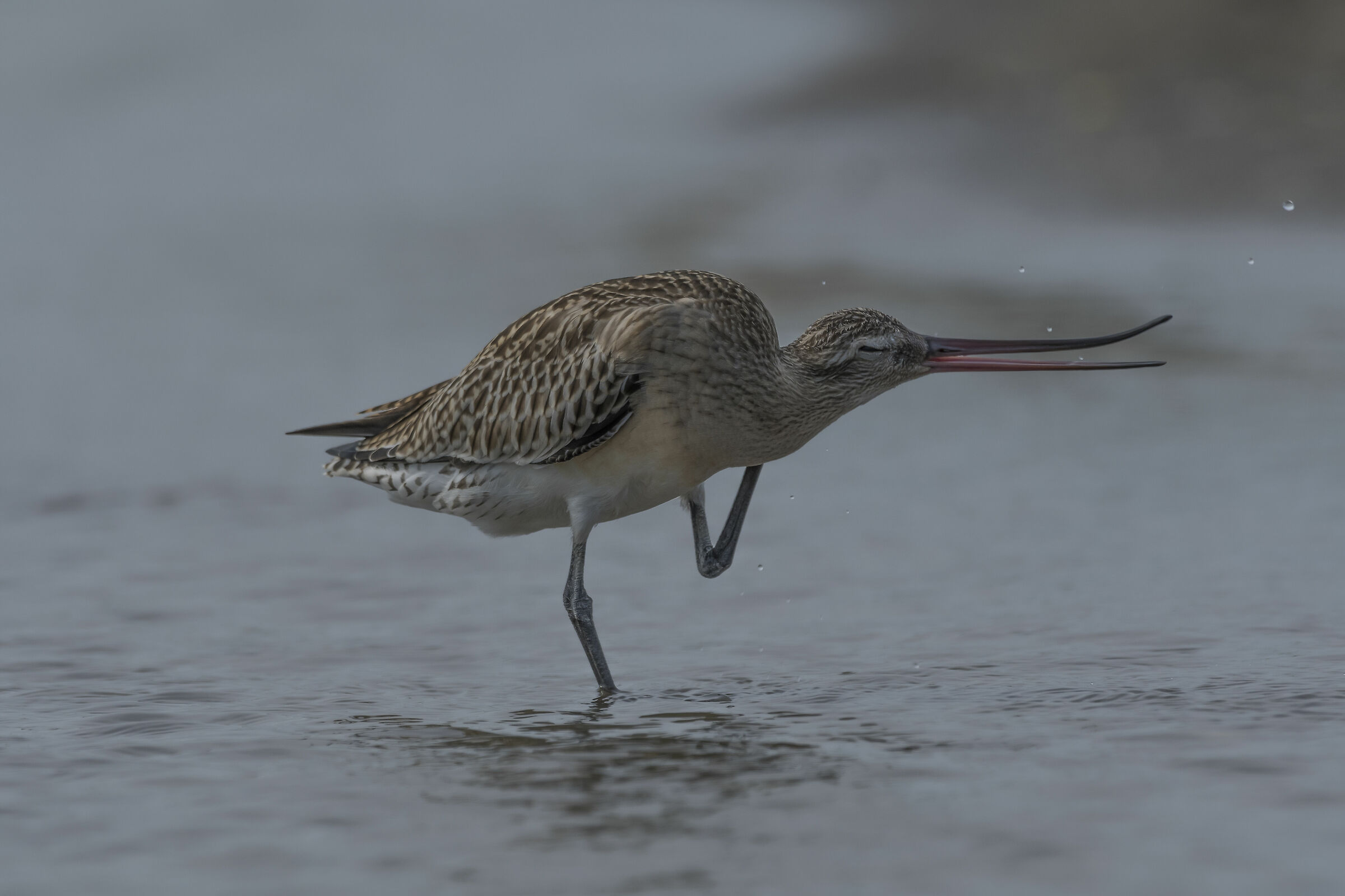 Pittima limosa lapponica