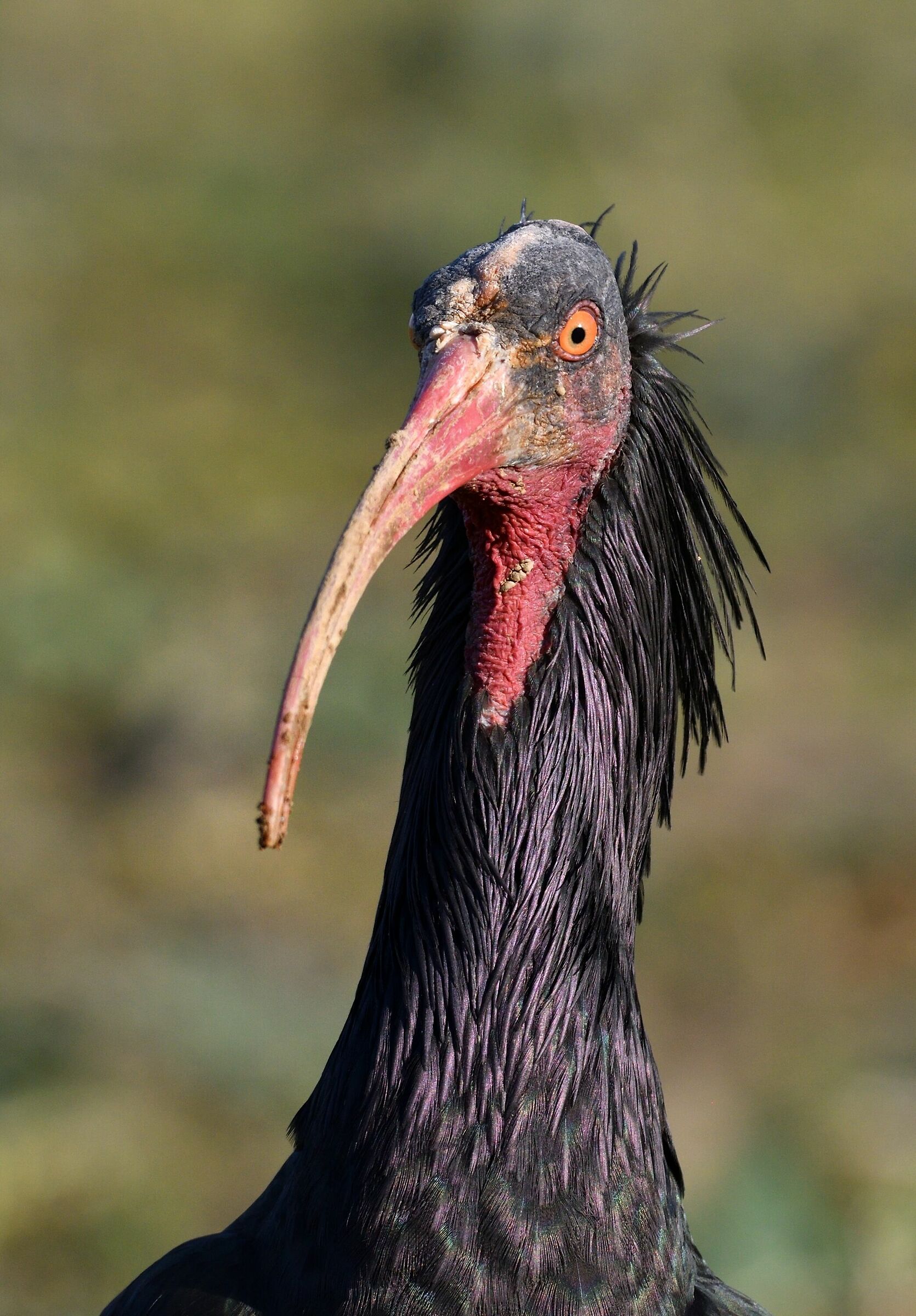 incontri ravvicinati..