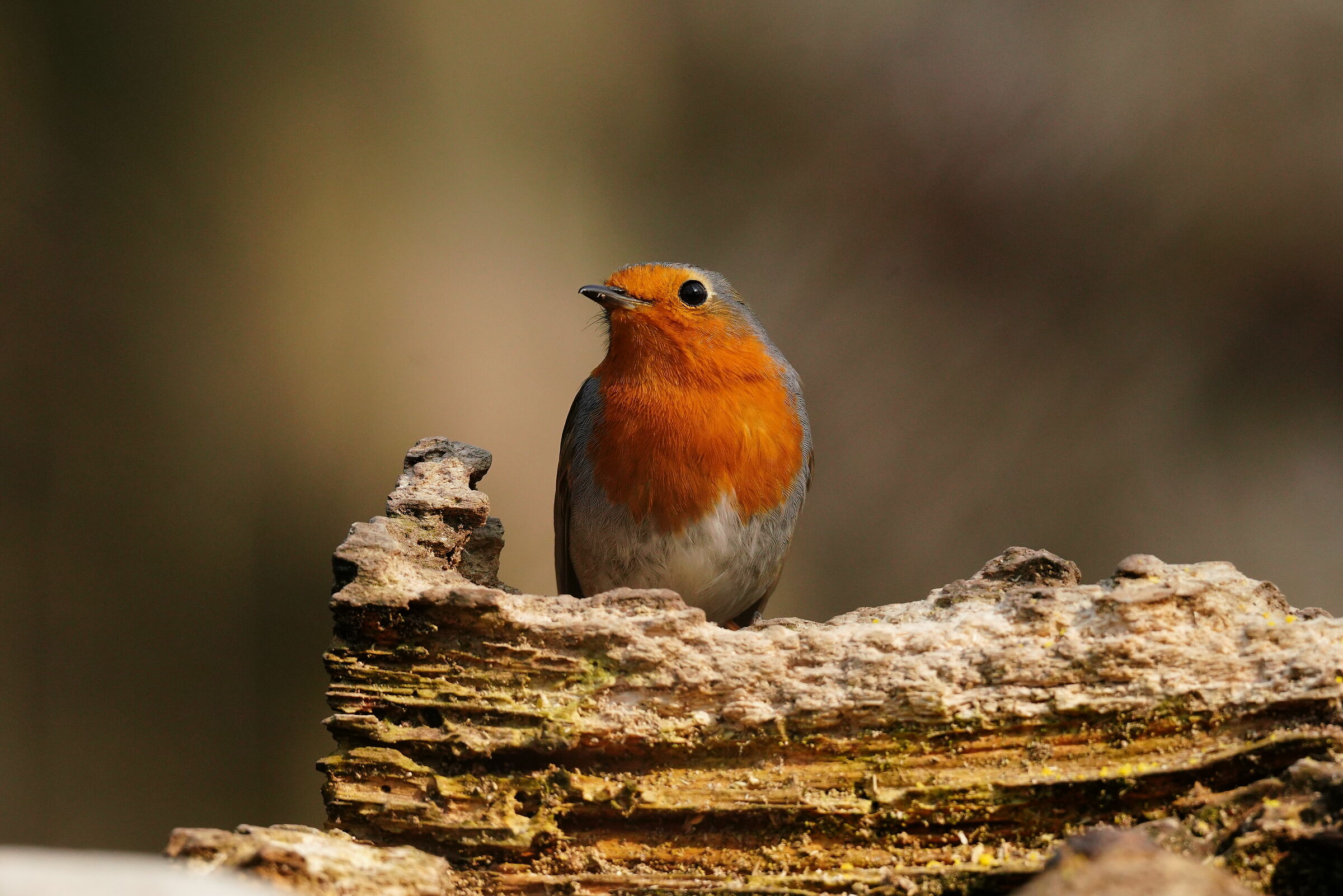 Pettirosso assorto...
