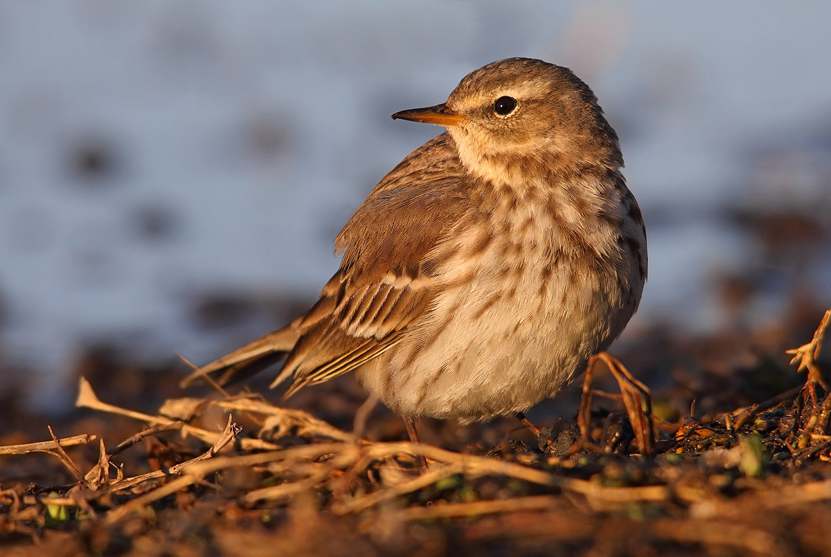 pipit