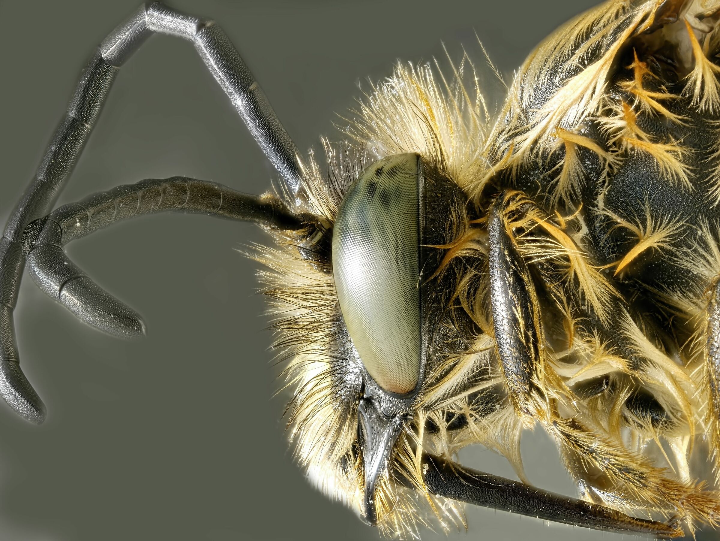 Hymenoptera > Melittidae >Macropis europaea (Bee) 2
