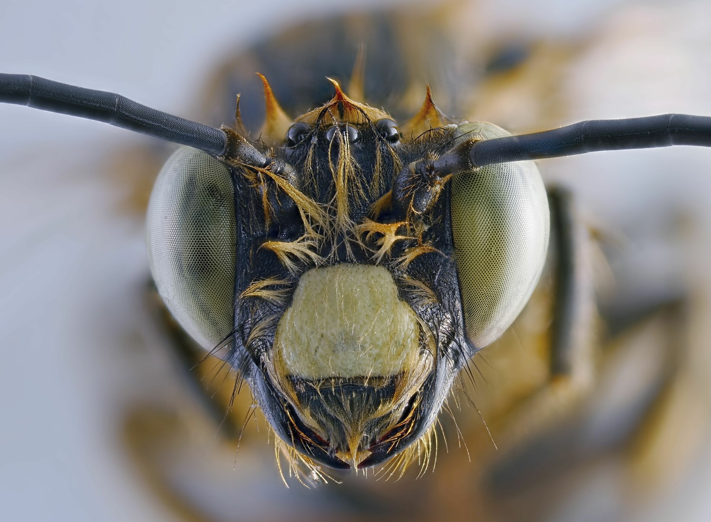 Hymenoptera > Melittidae > Macropis europaea (ape)