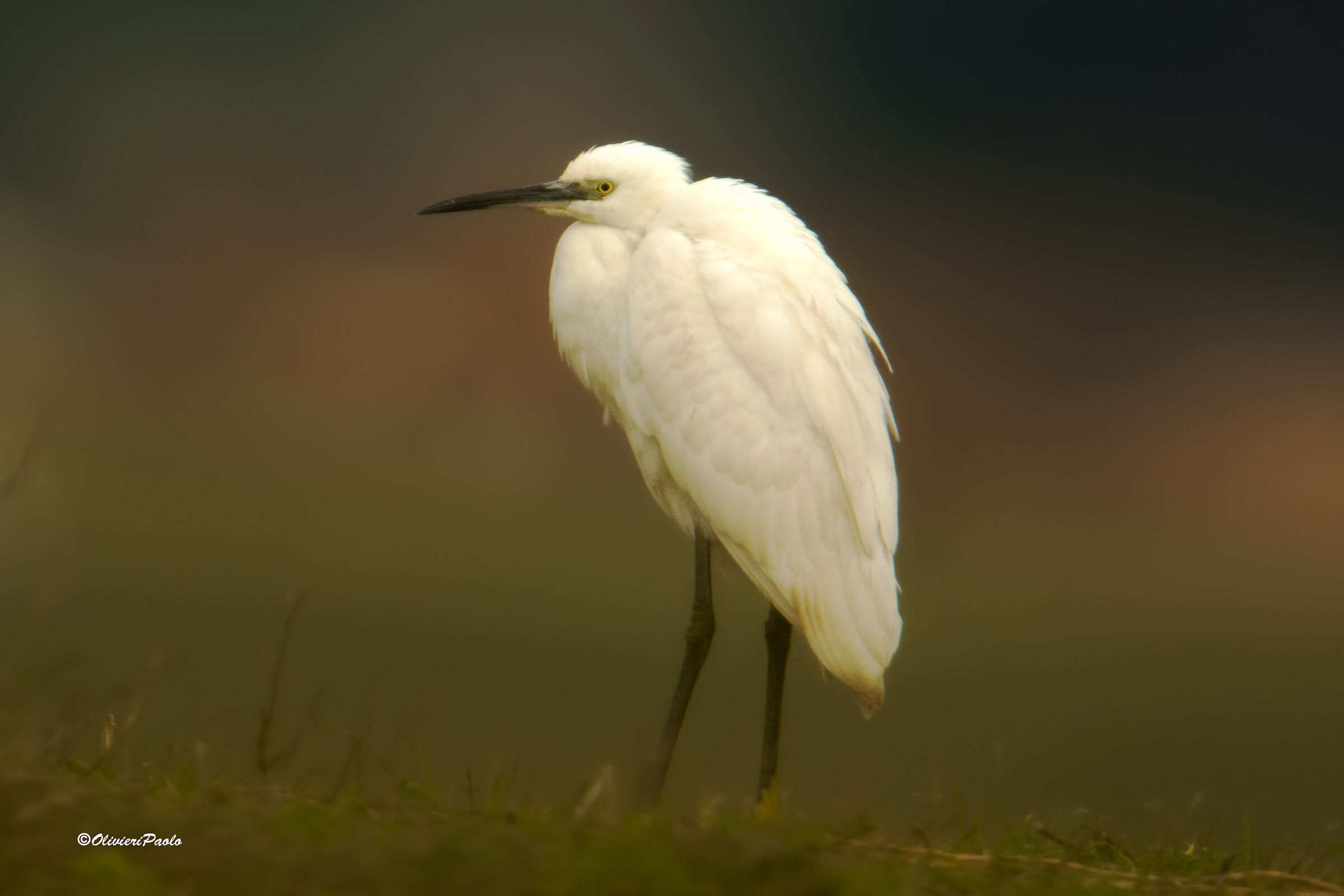 Egret
