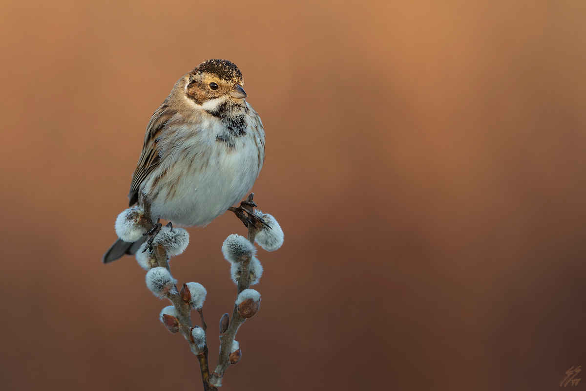 ..migliarino di palude..