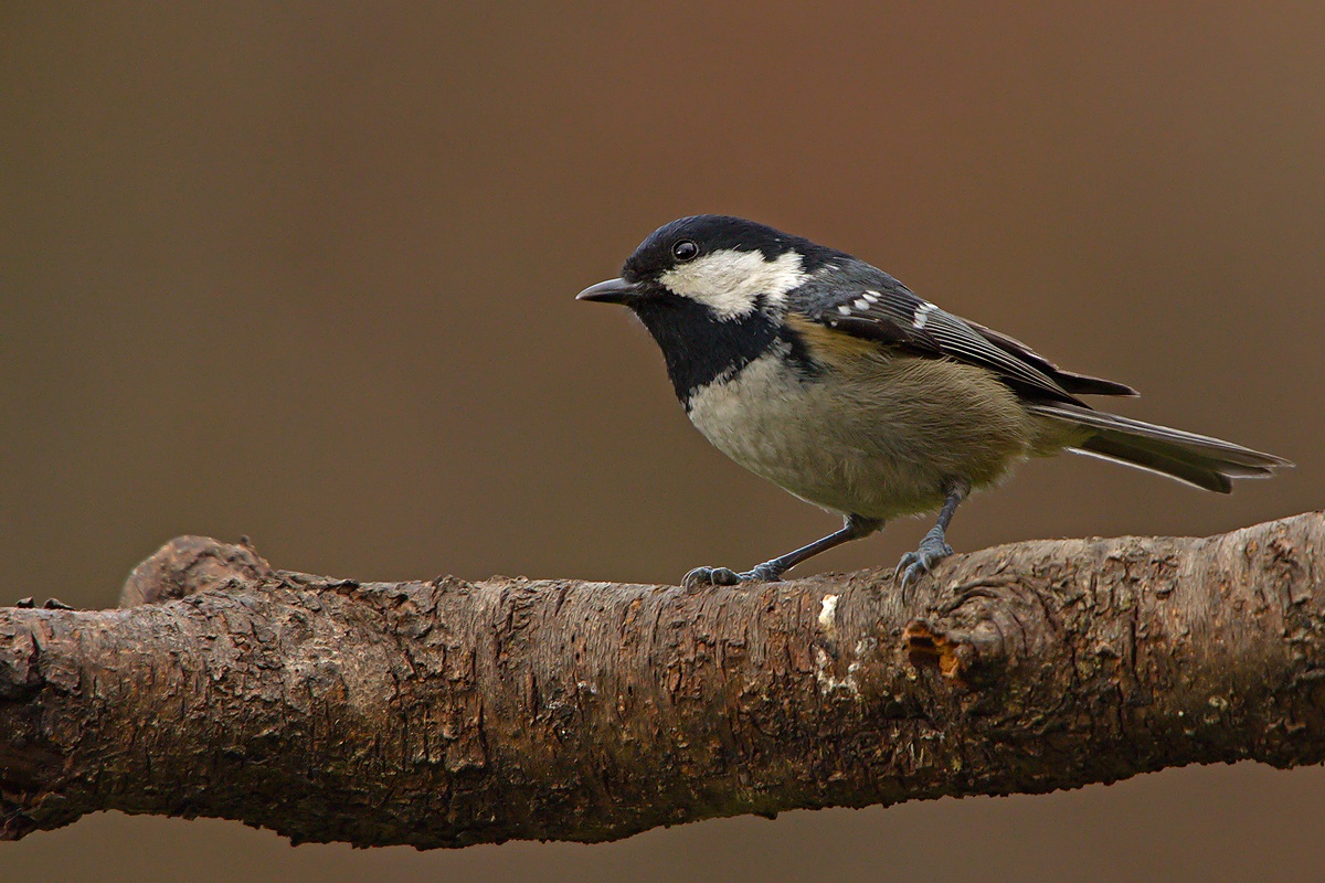 Cincia mora (Parus ater) - ops!!!