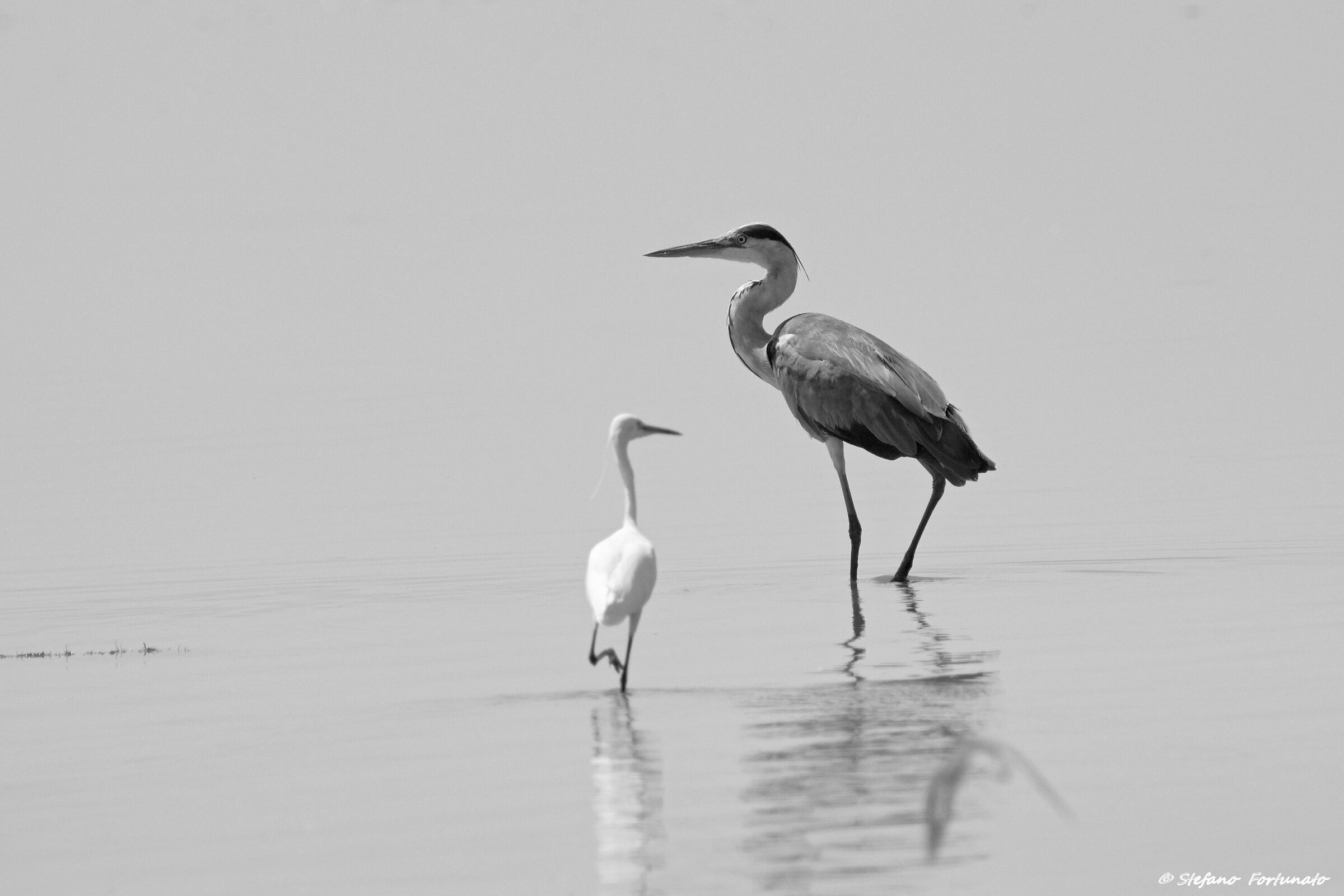 Airone cenerino e Garzetta  B/N