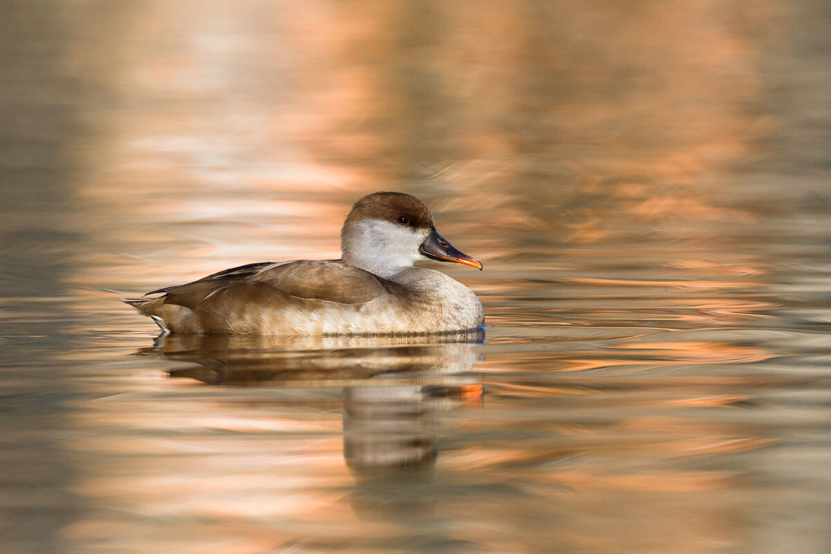 Female of Turkish poof (Netta Rufina)...