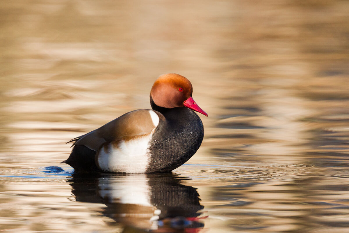 Male of Turkish poof (Netta Rufina)...
