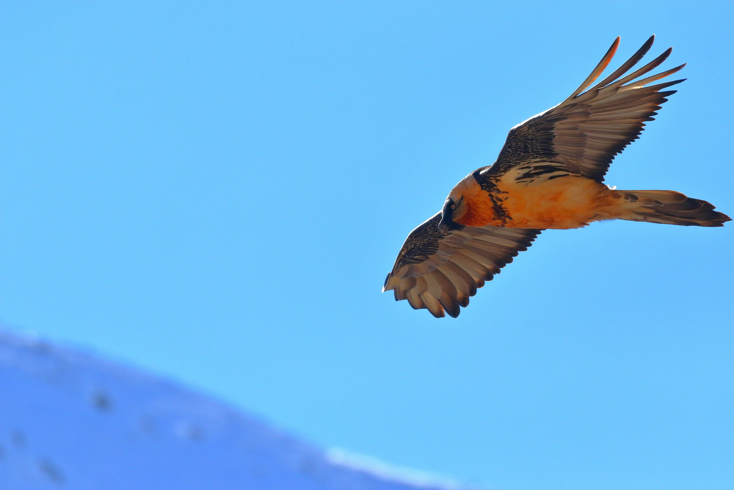 Bearded Vulture