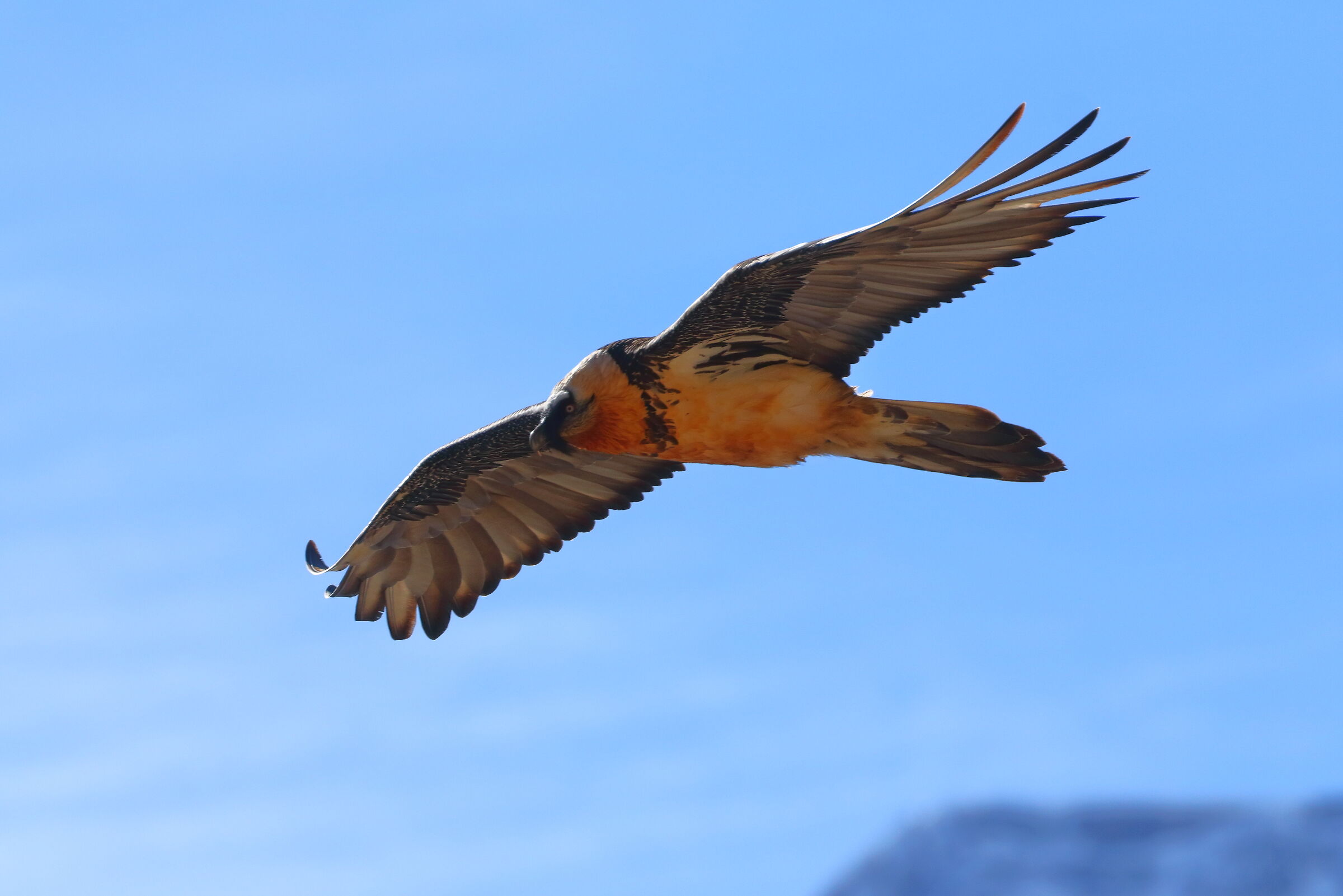 Bearded Vulture 2