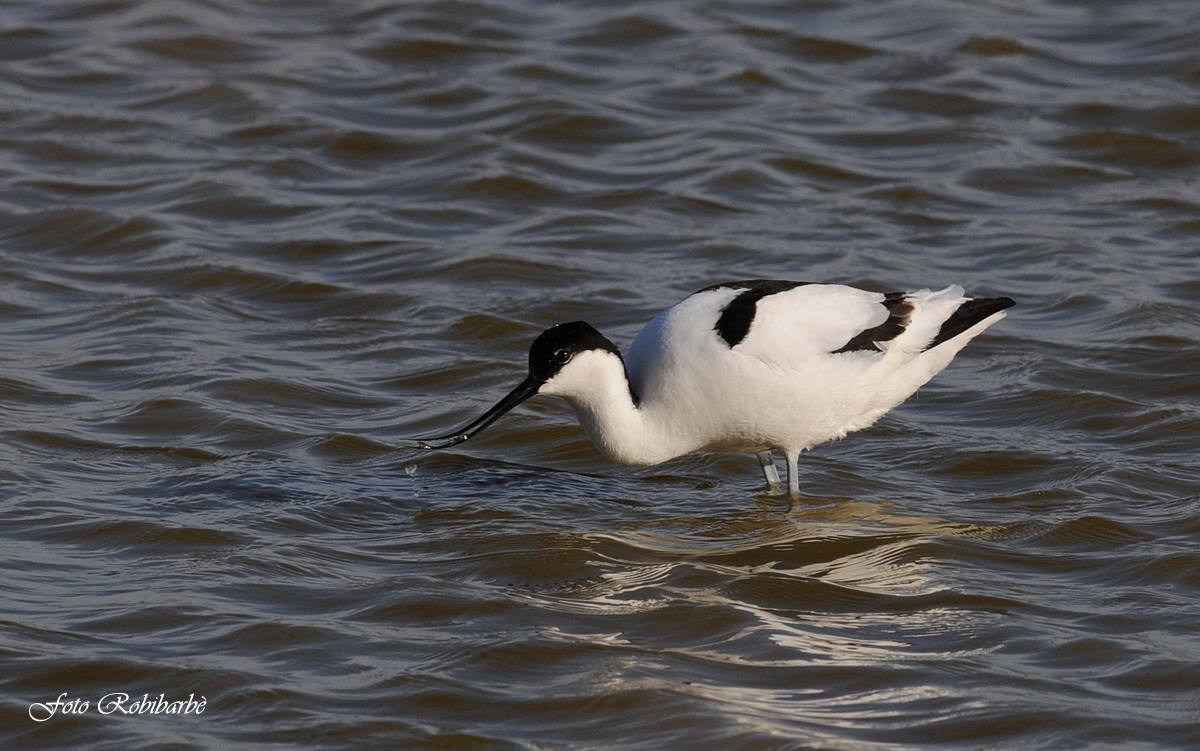 Avocetta