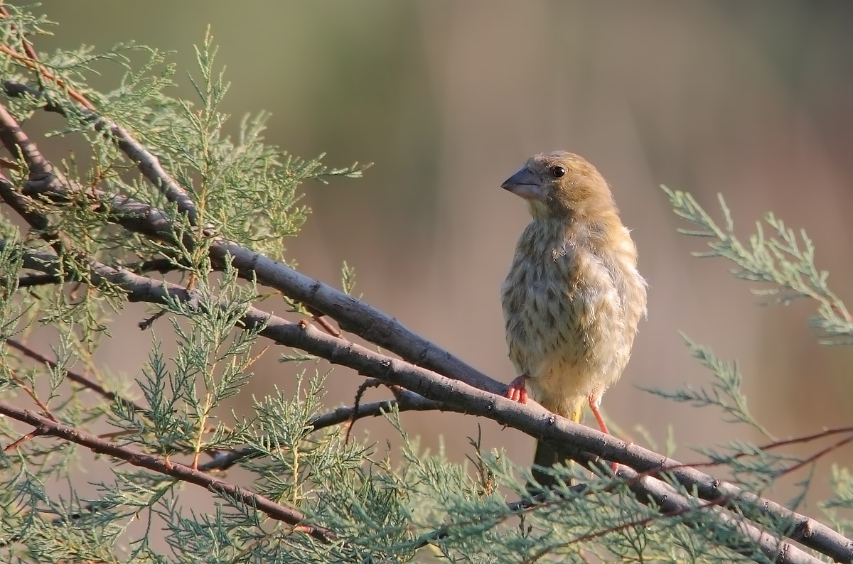 young greenfinch