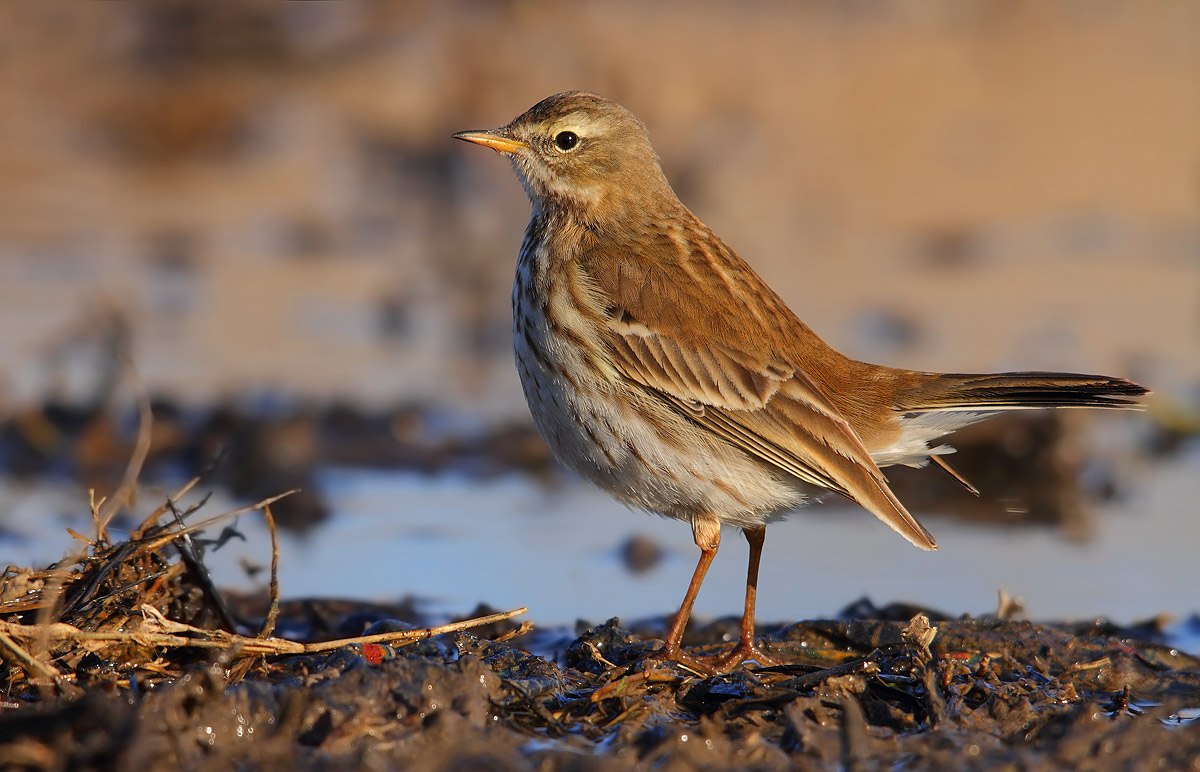 pipit