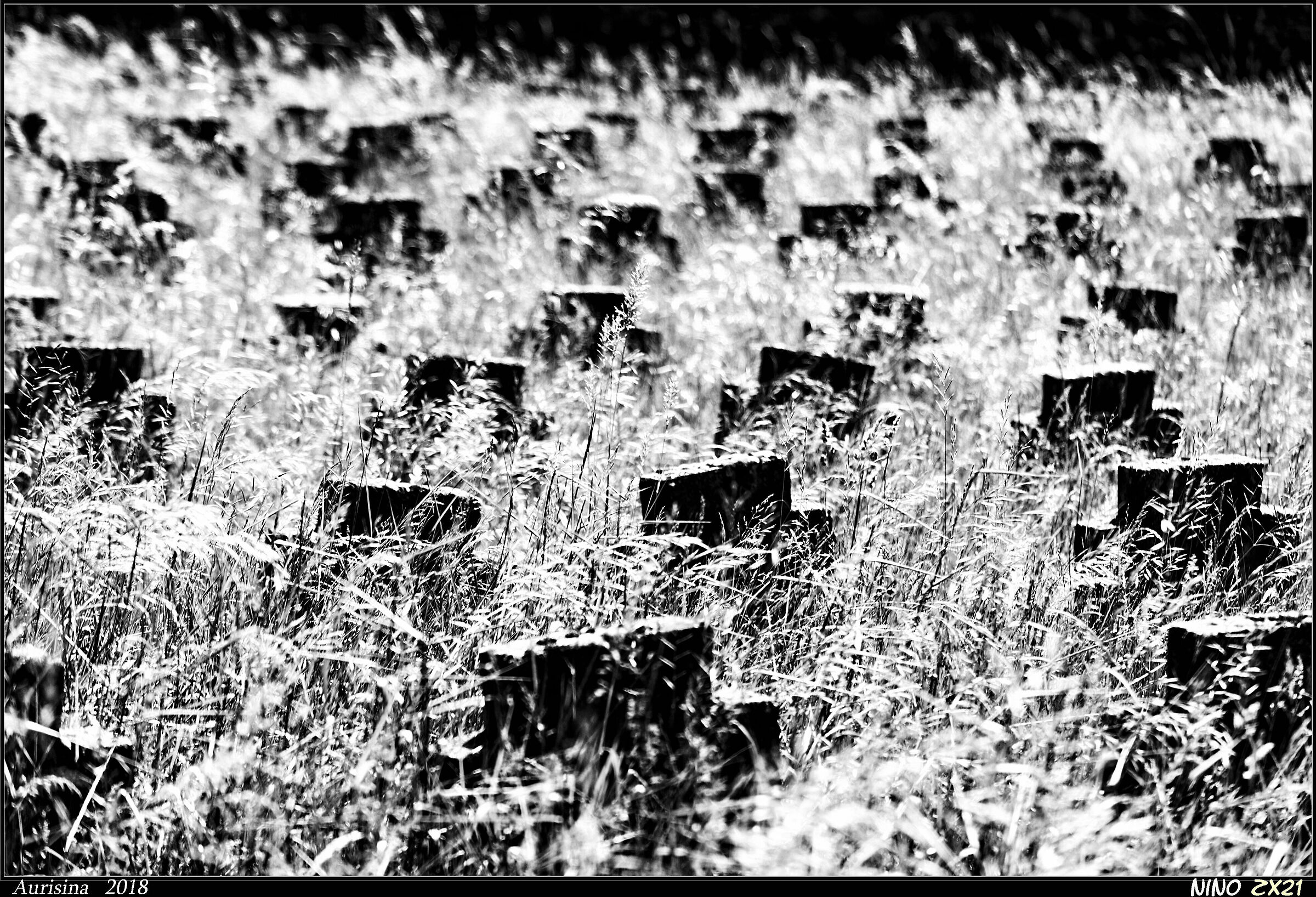 Dormi sepolto in un campo di grano