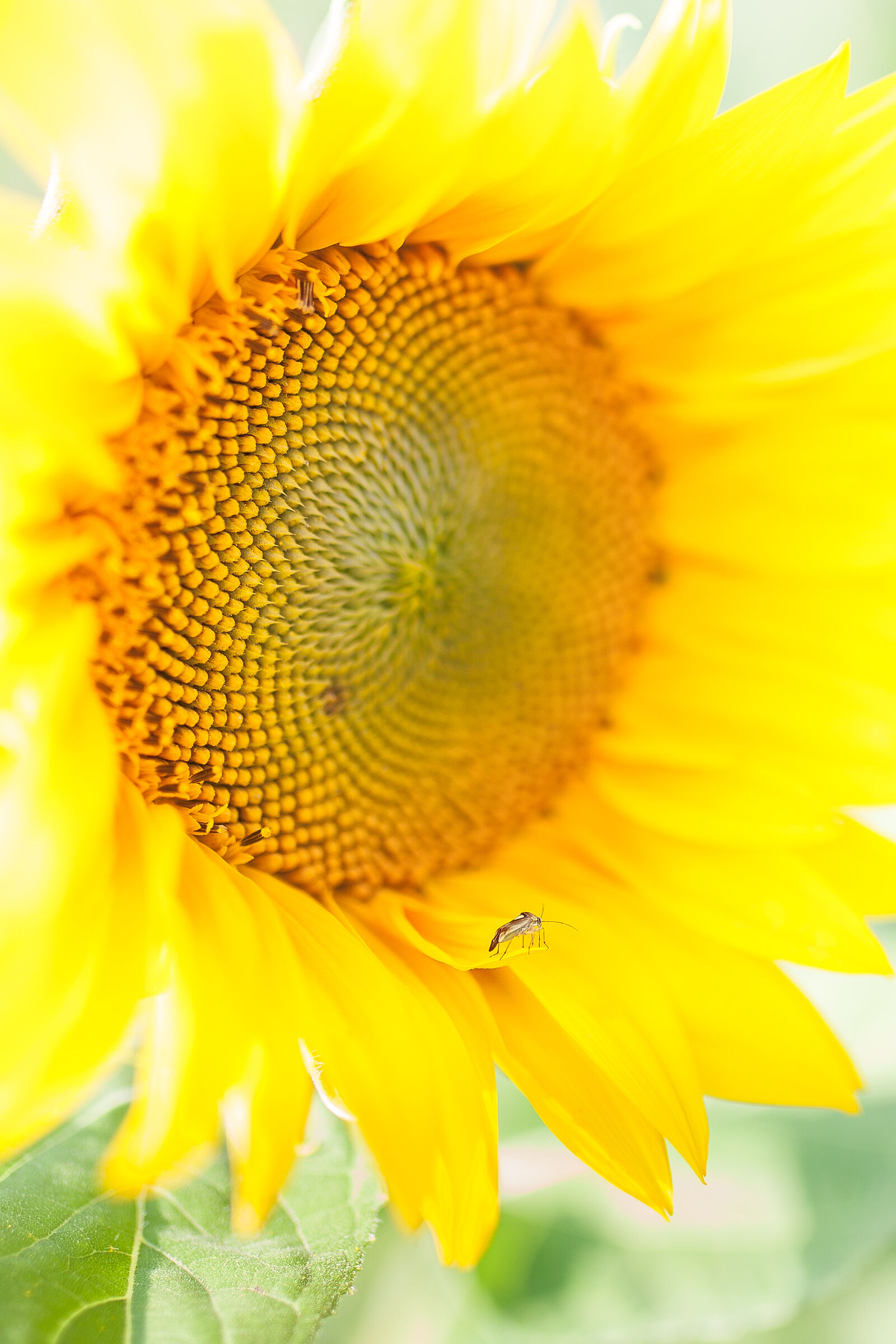 Relax on the sunflower