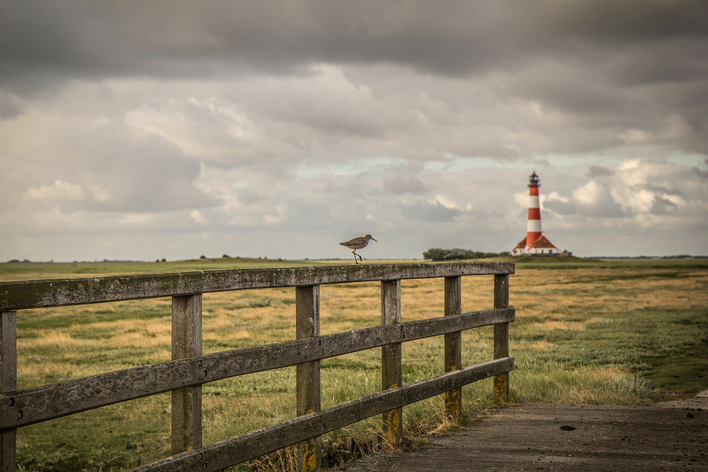 Little bird in front of Westerhever Lighthouse