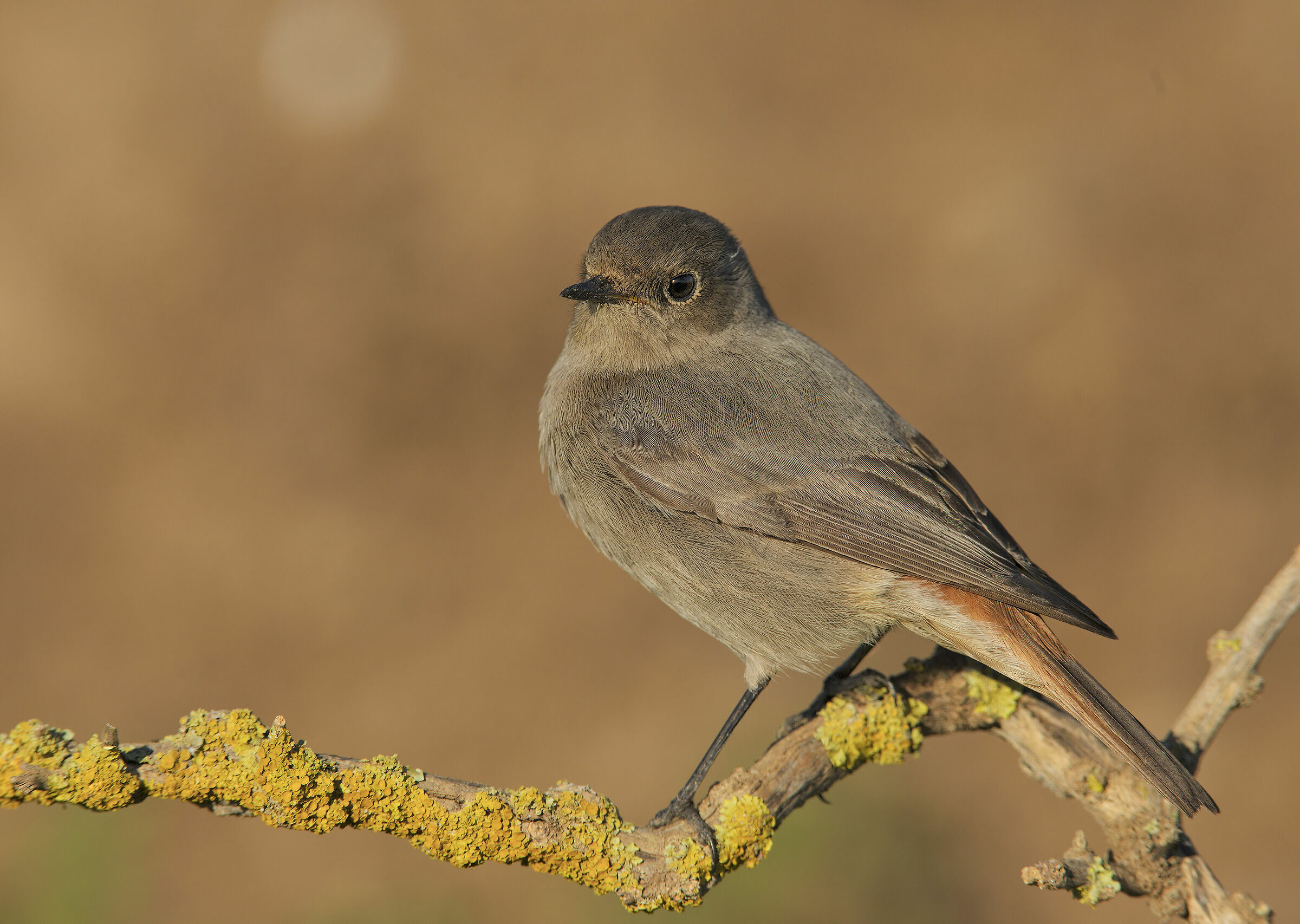 Red-washed Redtail (Phoenicurus ochruros)