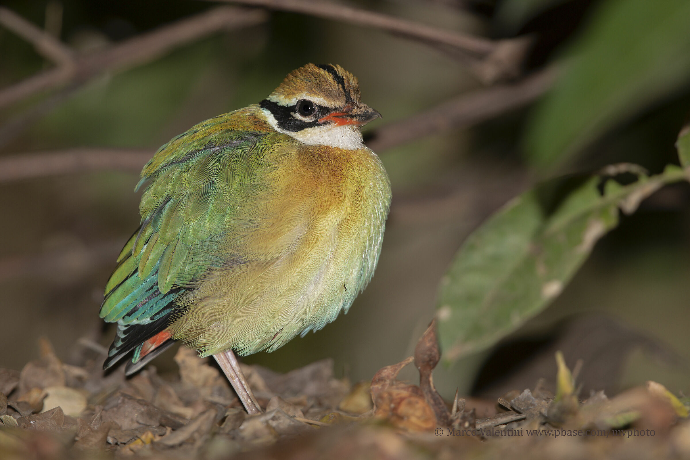 Indian Pitta... Feather down