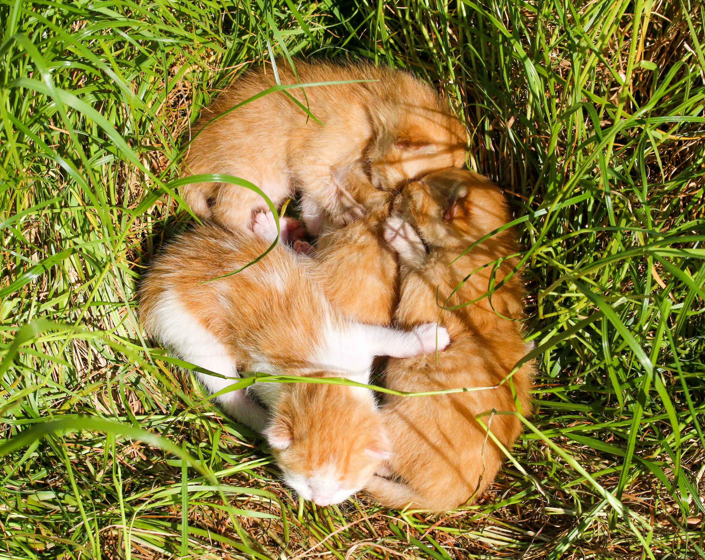 Nel bel mezzo del prato