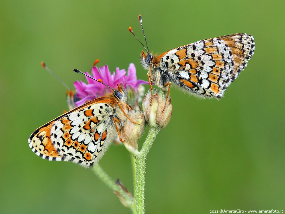 Melitaea cinxia (Linnaeus, 1758)