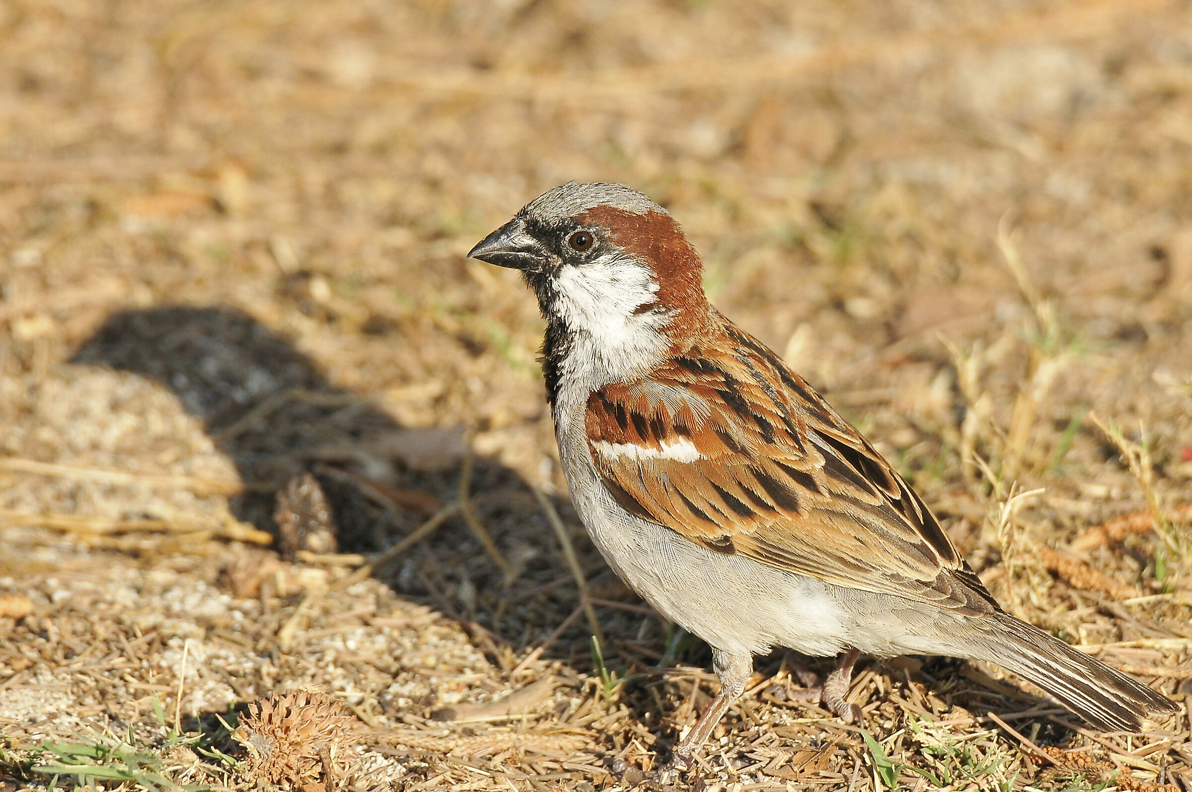 Passera europea (House sparrow)
