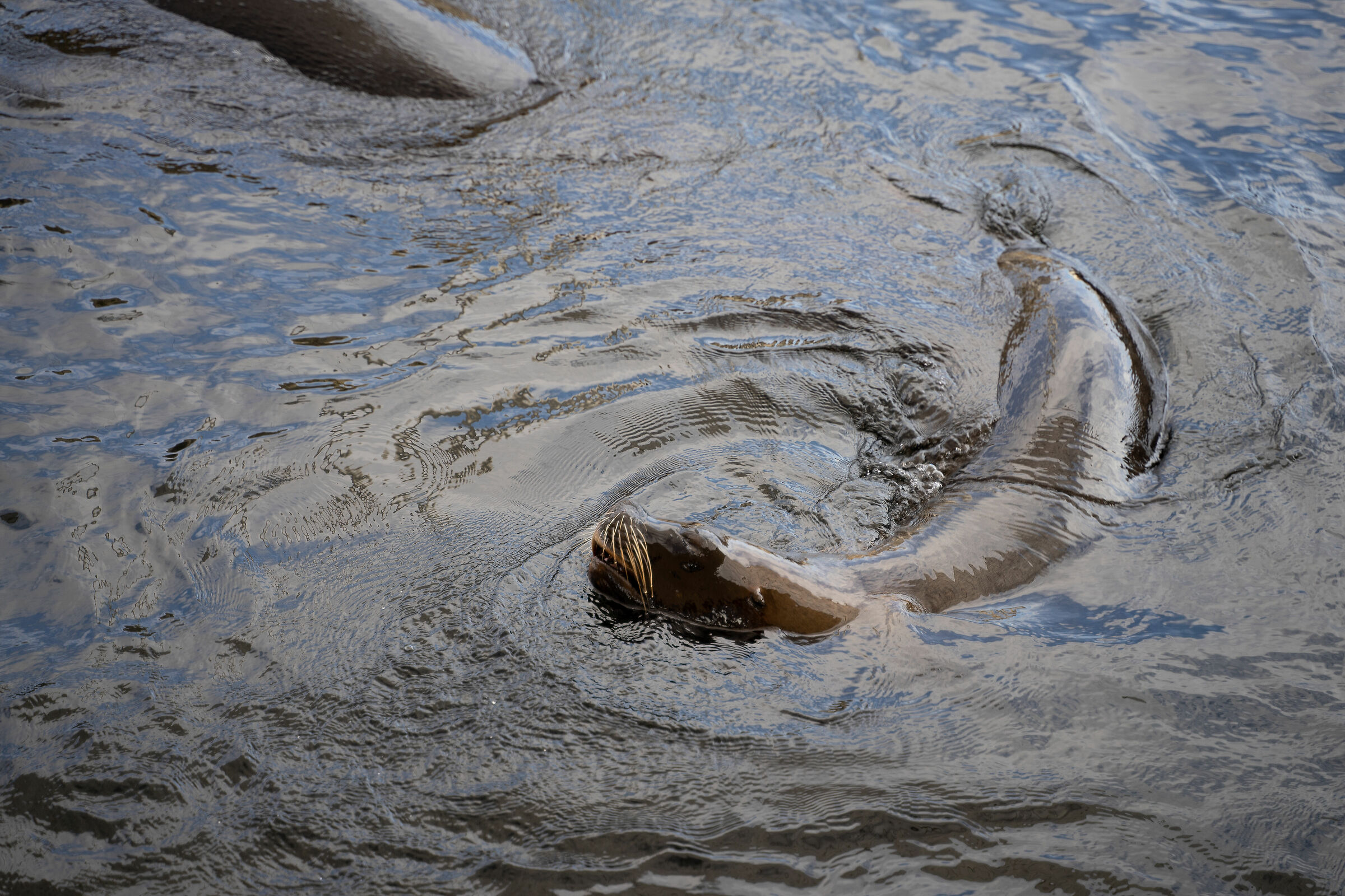 Oceanogràfic de Valencia