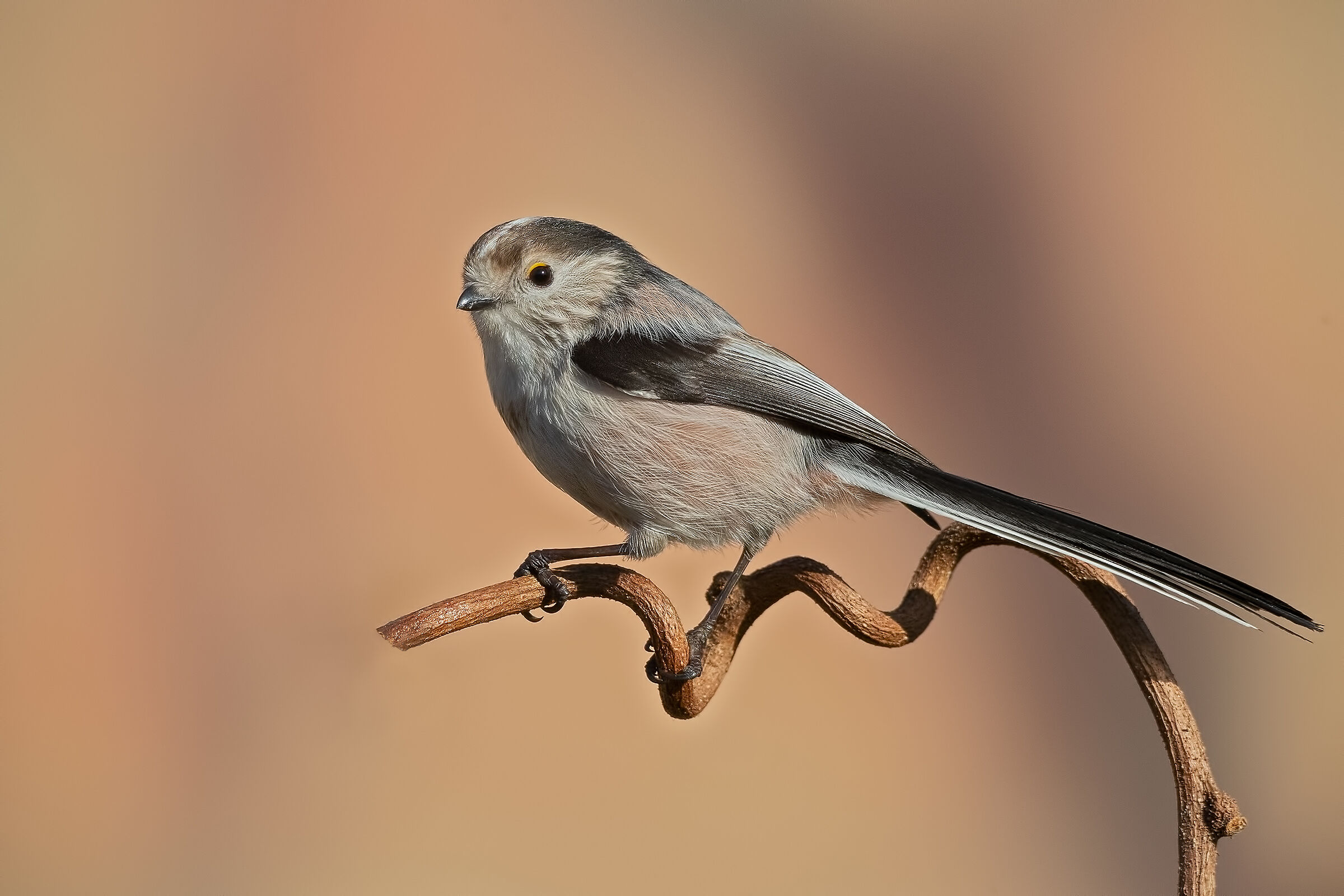 Codibugnolo all'alba