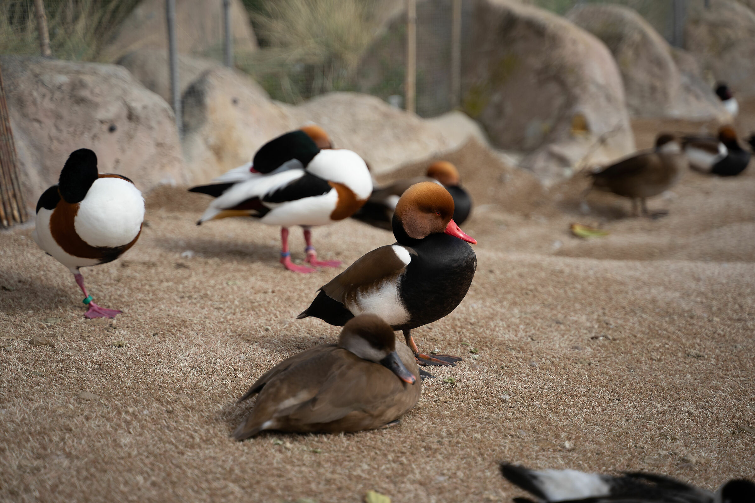 Oceanogràfic de Valencia