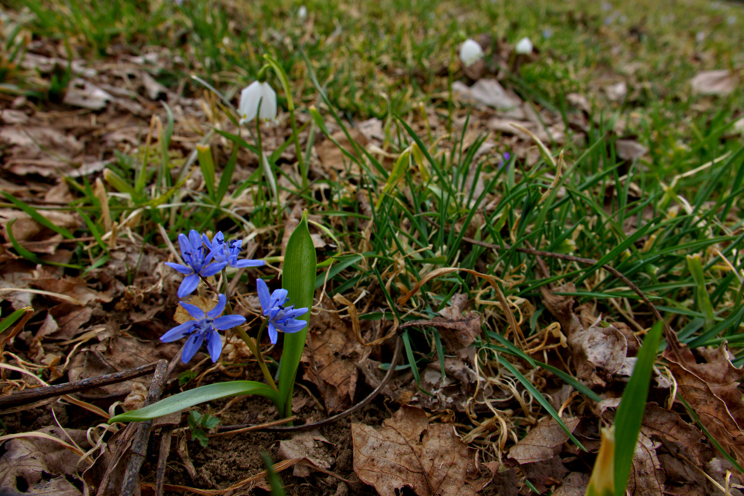 prime scille dell'anno